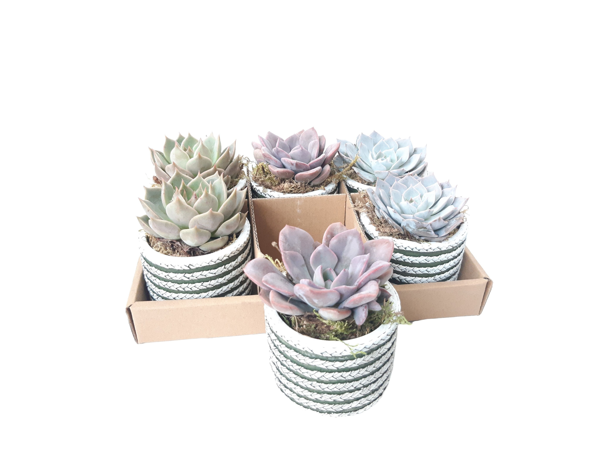 CTP8ECH mini Tire Pot Echeveria gemengd, D 8 cm
