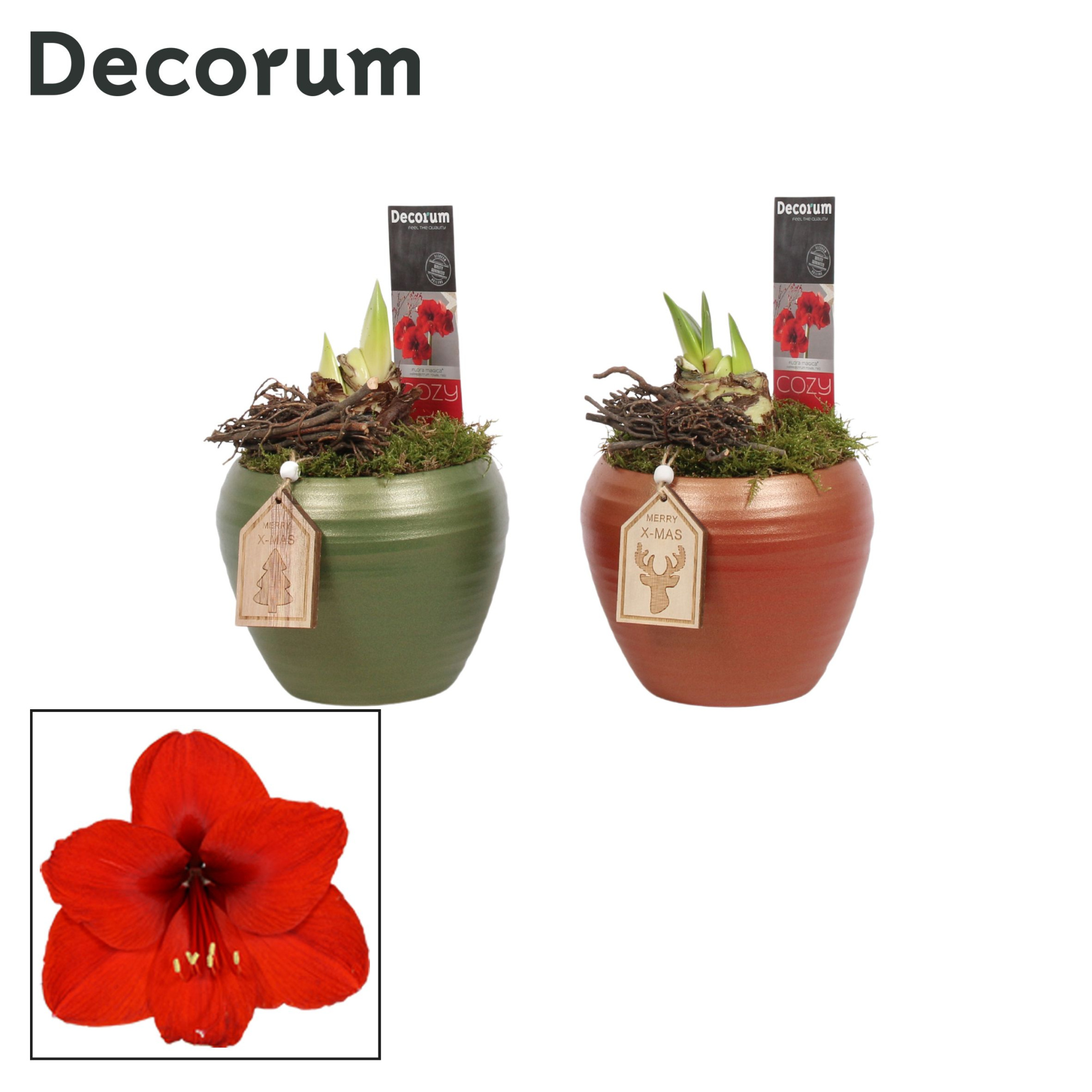 Amaryllis Rood 2 Knop in Melanie KERST (Decorum), D 12 cm