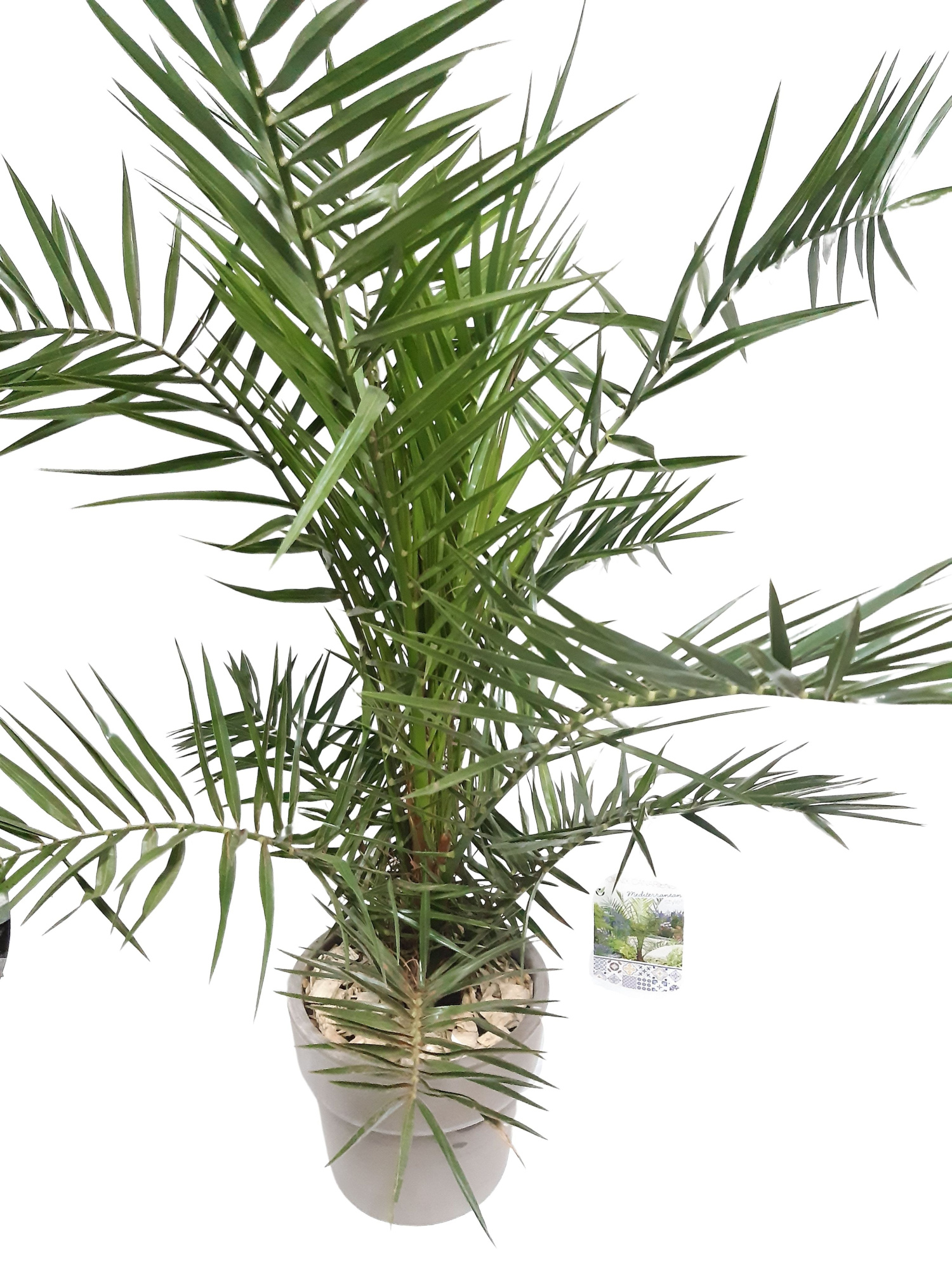 CK25PHOCA Terraspot grijs Phoenix Canariensis, D 25 cm