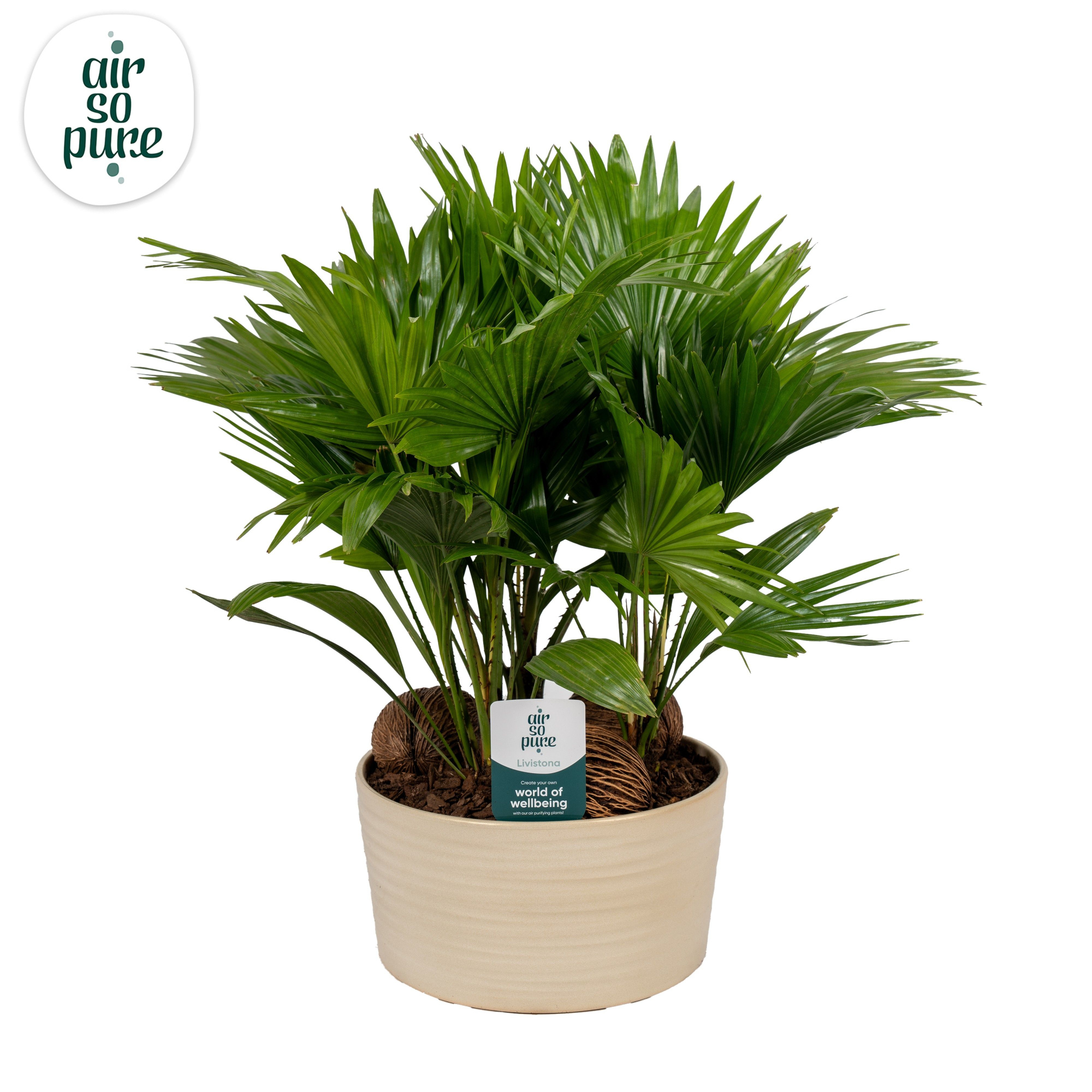 Livistona in Andorra 3 pp Pearl white Asp Air So Pure, D 26 cm