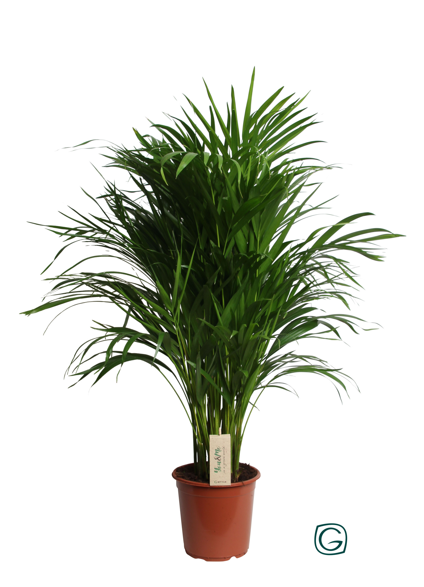 Dypsis Lutescens (Areca) P21, D 21