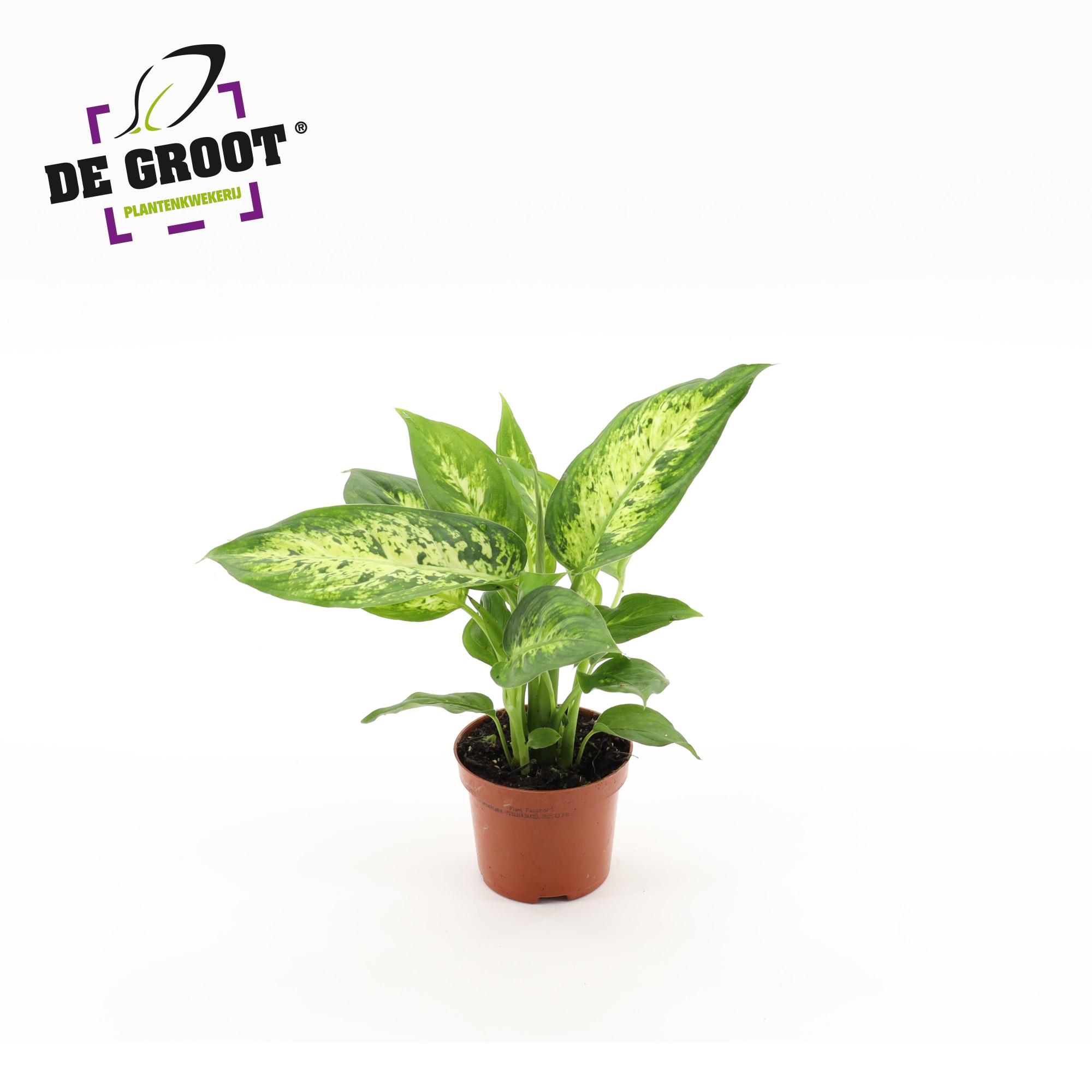 Dieffenbachia 'Compacta', D 9 cm