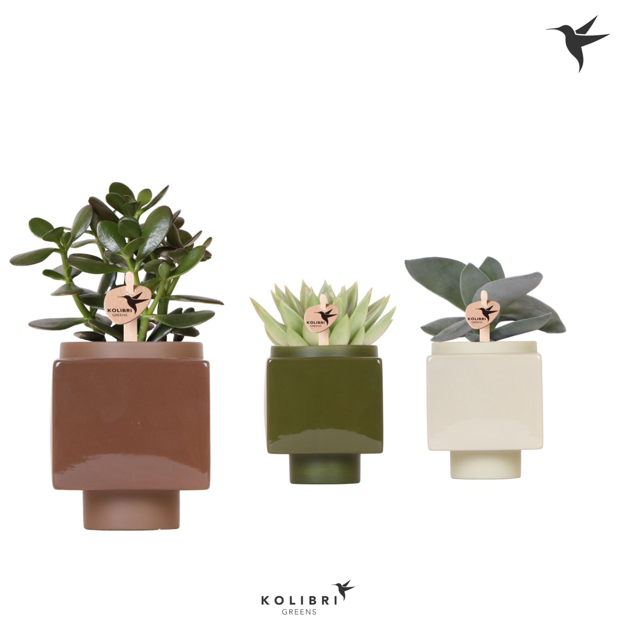 Kolibri Greens Succulenten mix in Cube pot mix, D 9 cm