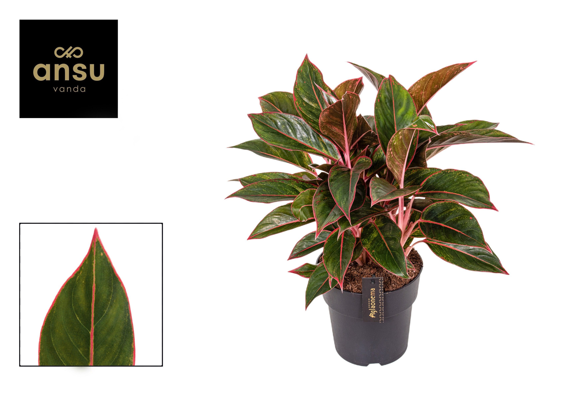 Aglaonema Jungle Red, D 19 cm