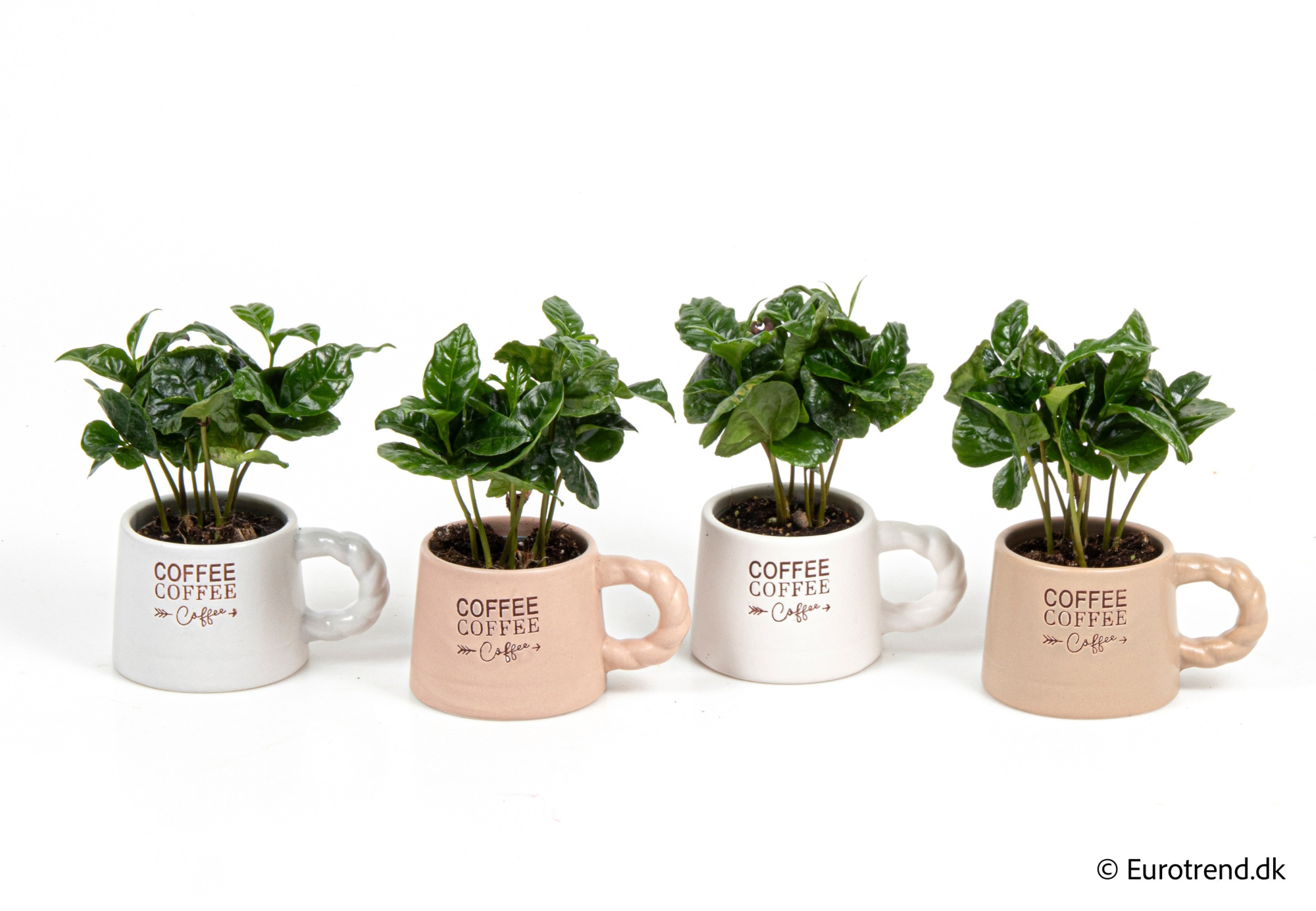 Coffea in New Look ceramic 2026, D 6