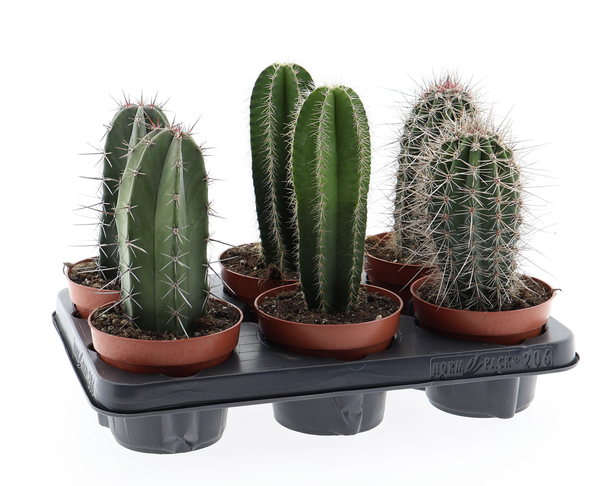 Cactus zuil mix E, D 12 cm