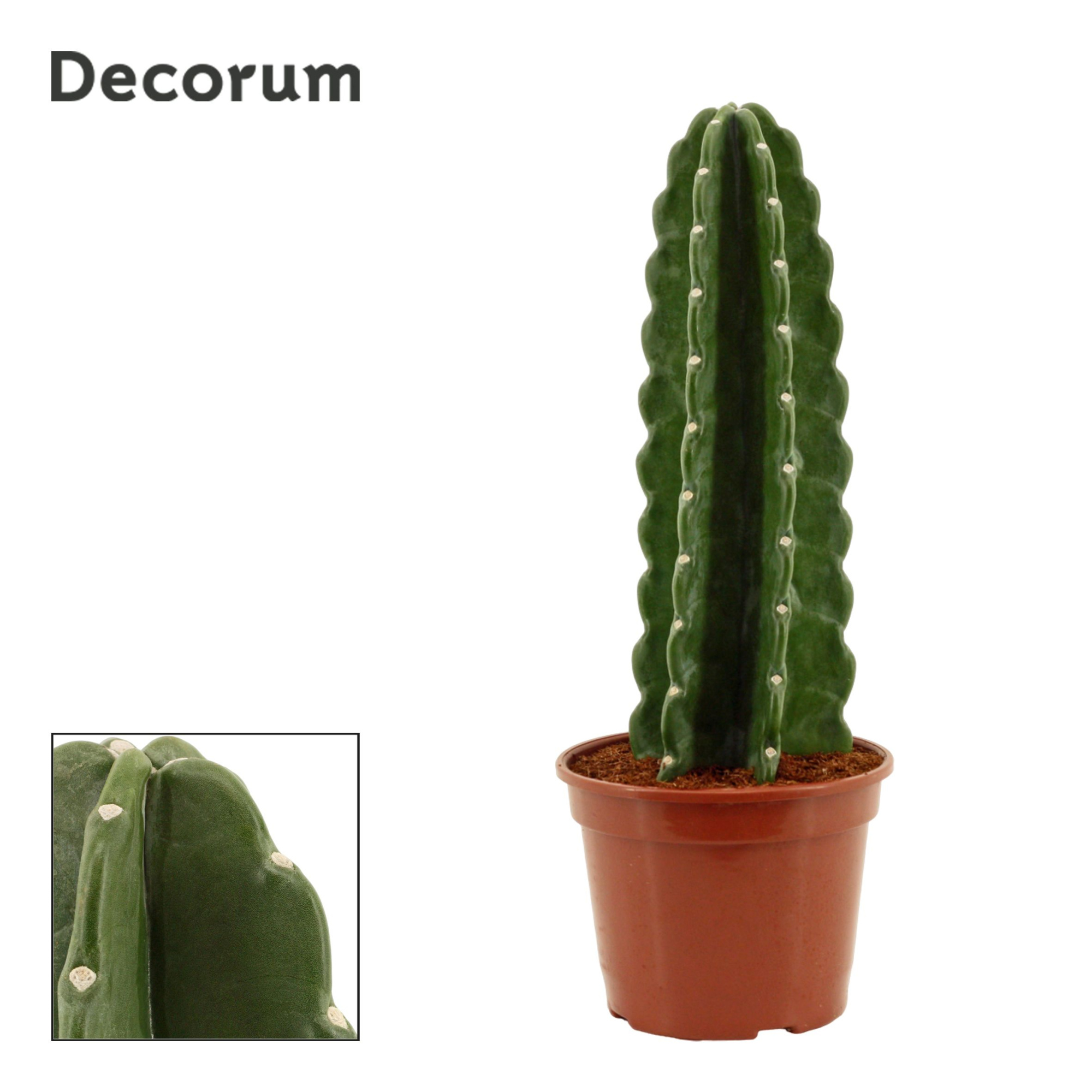 Cuddly Cactus 20 cm (Cereus Jamacaru) (Decorum), D 20 cm