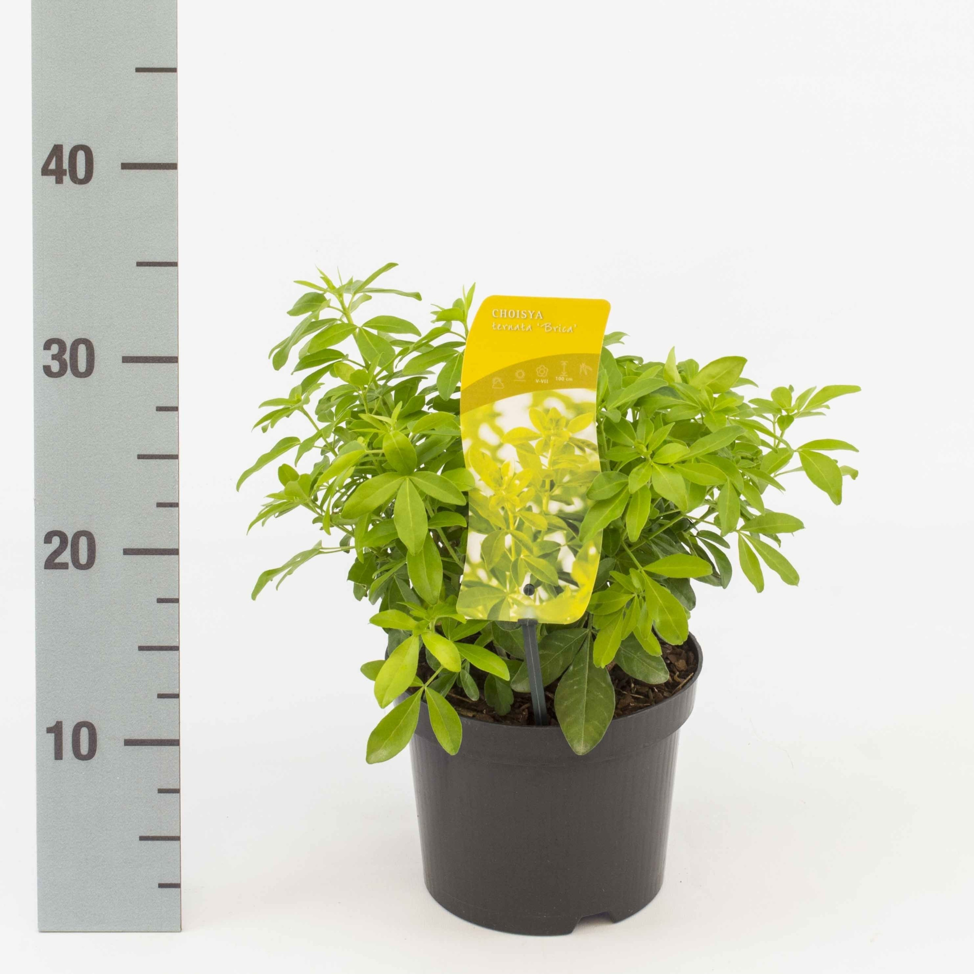 Choisya ternata Brica, D 17 cm