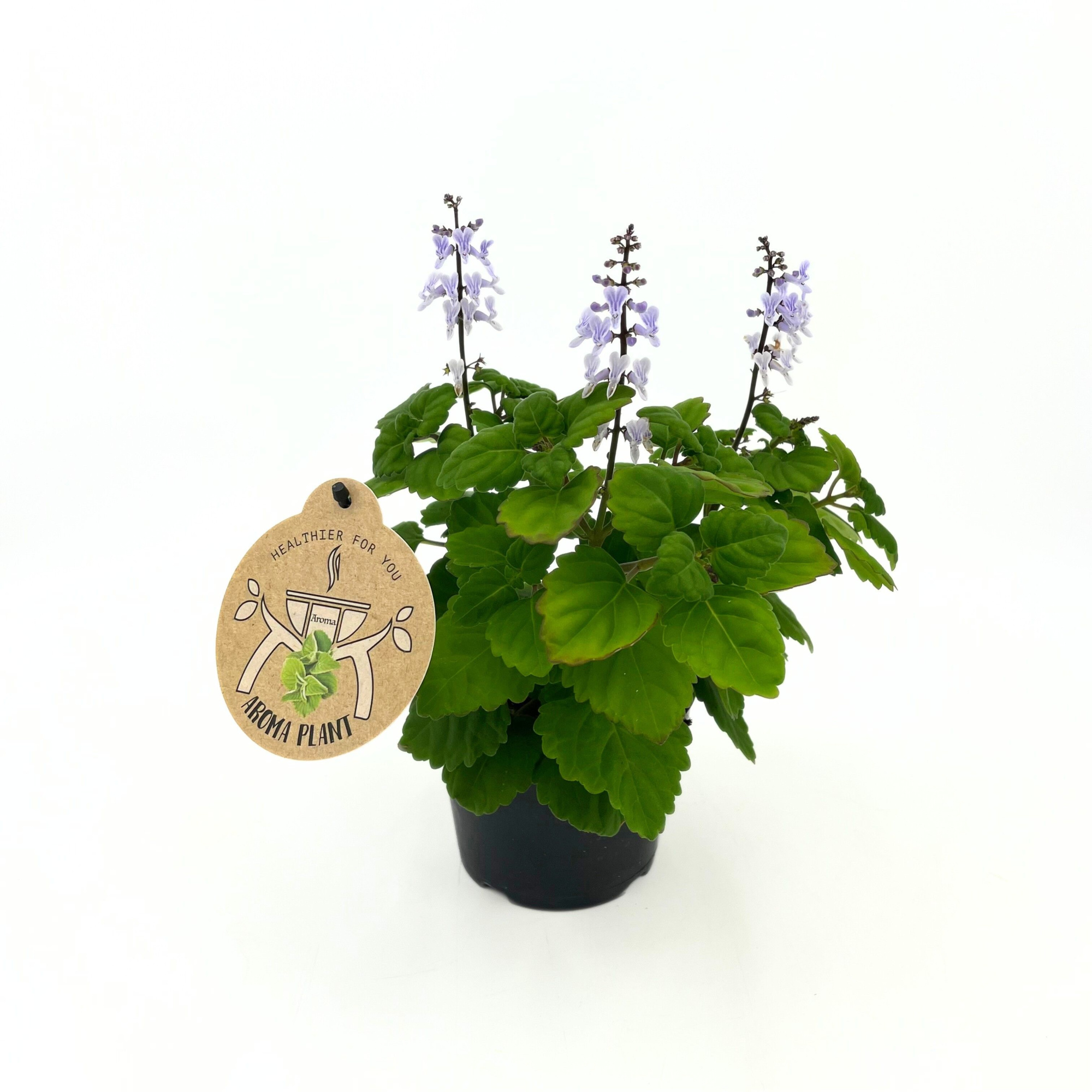 Plectranthus Ernstii Mint, D 13 cm