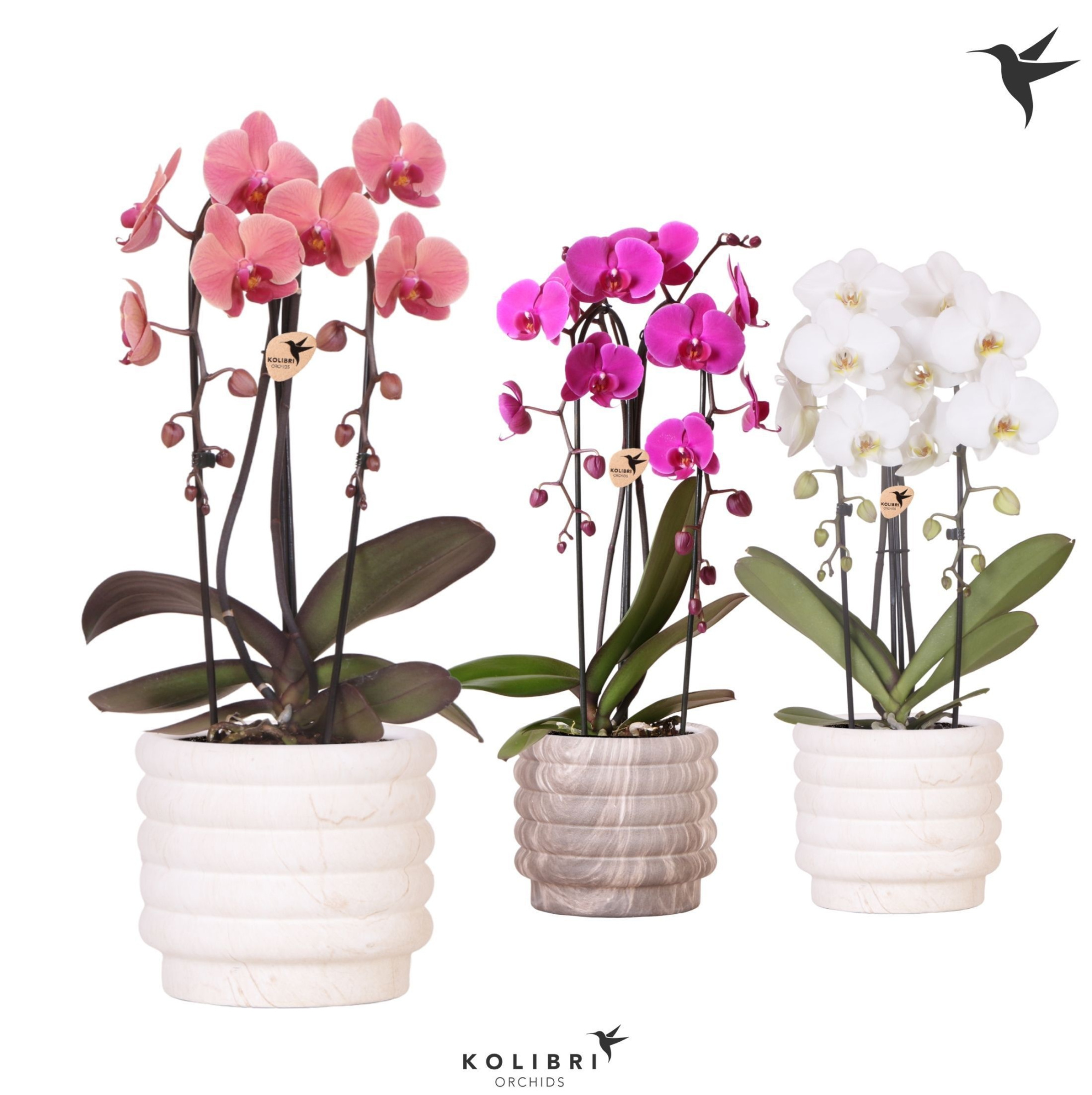 Kolibri Orchids Cascade Niagara Fall mix 2 spike in Marble pot mix, D 12 cm