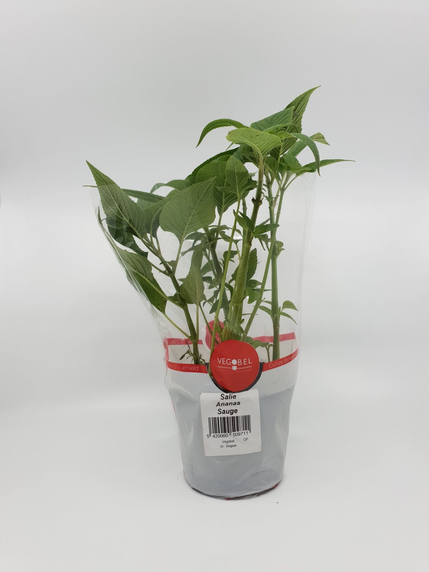 Salie Ananas P12, D 12