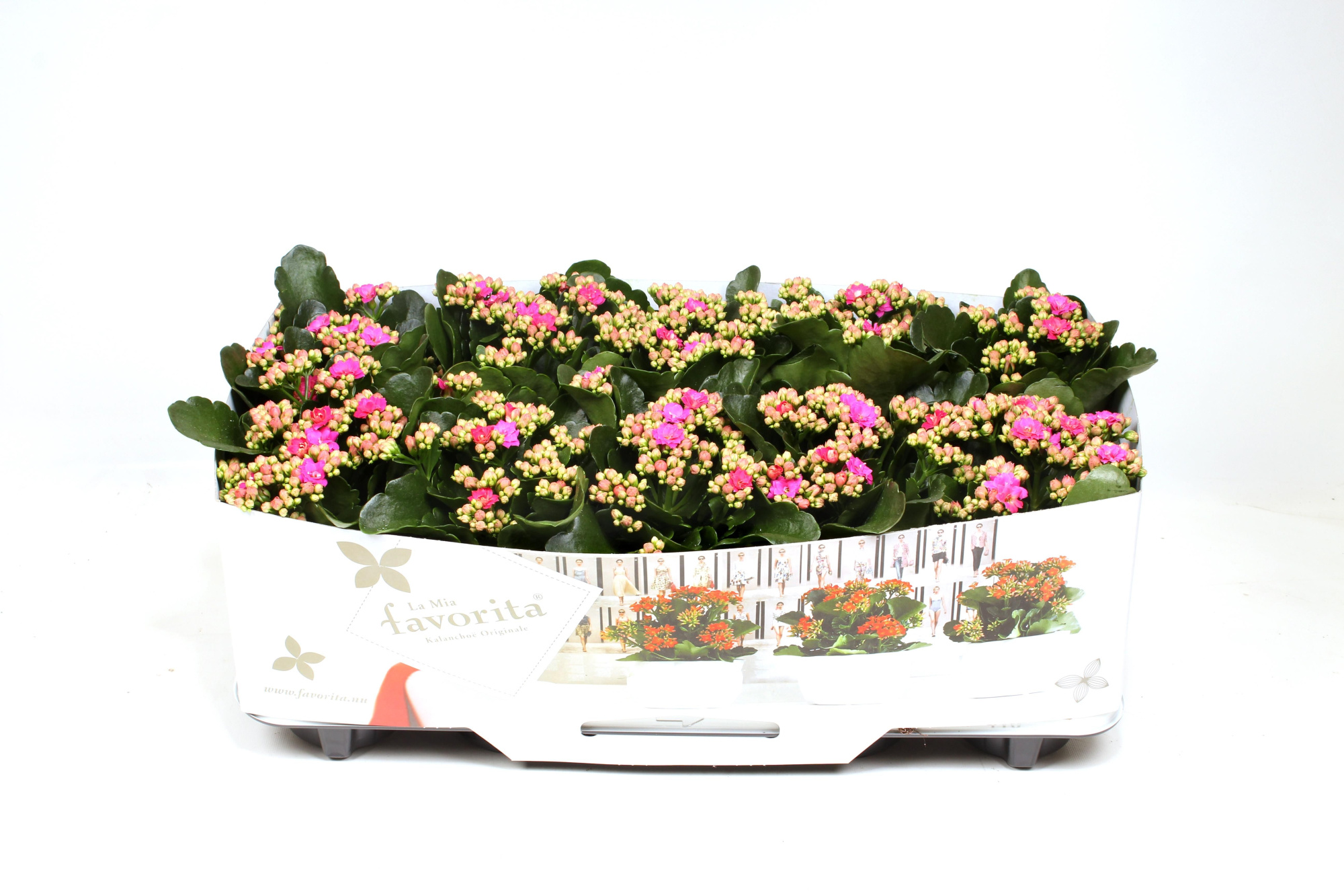 Kalanchoe Double Deluxe Purple No Sleeve, D 10,5 cm