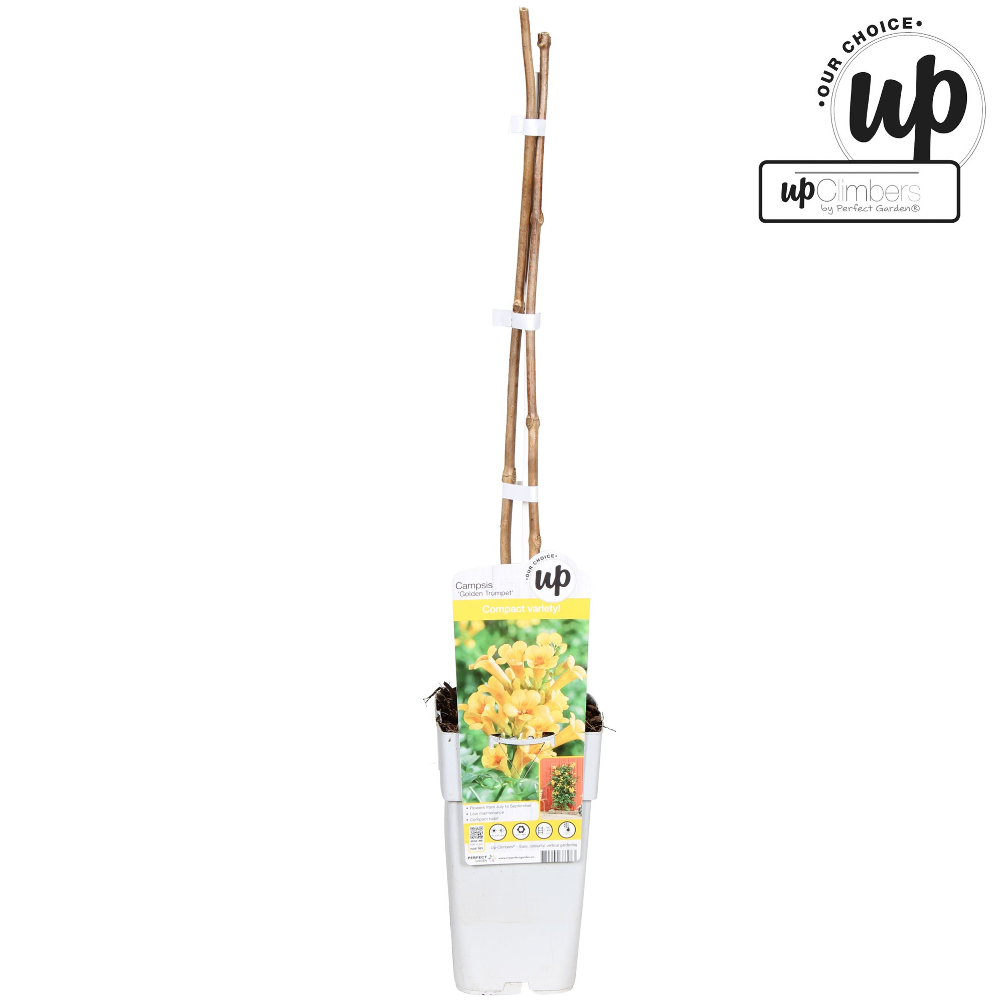 Campsis tagliabuana 'Golden Trumpet' P15, D 15