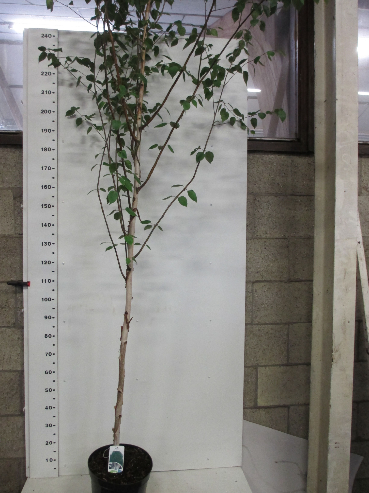 Betula u. jacquemontii 200/+ P32, D 32 cm