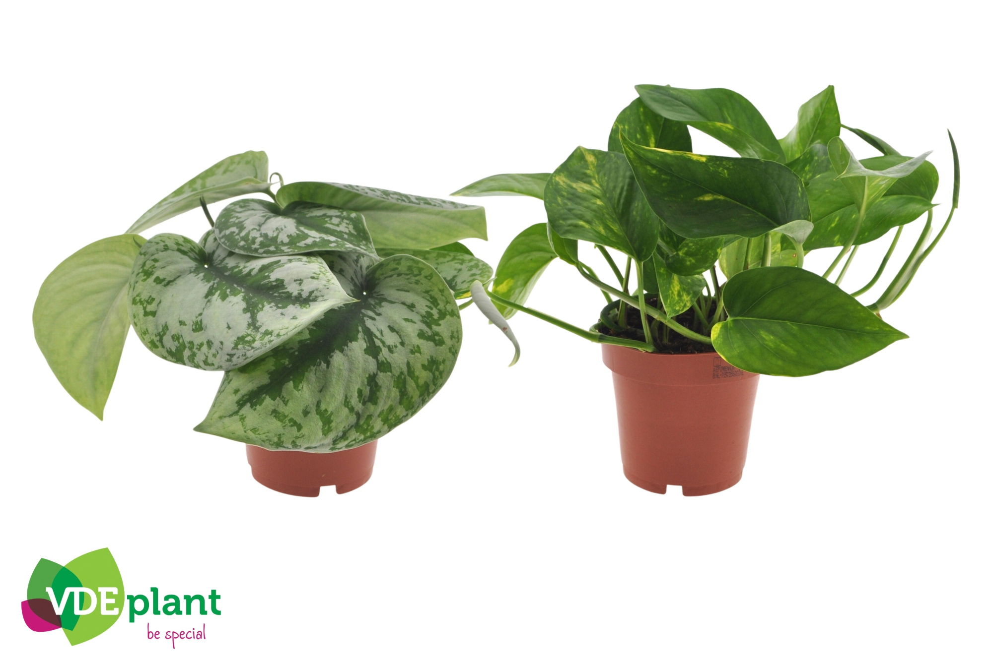 Epipremnum mix 12cm, D 12 cm