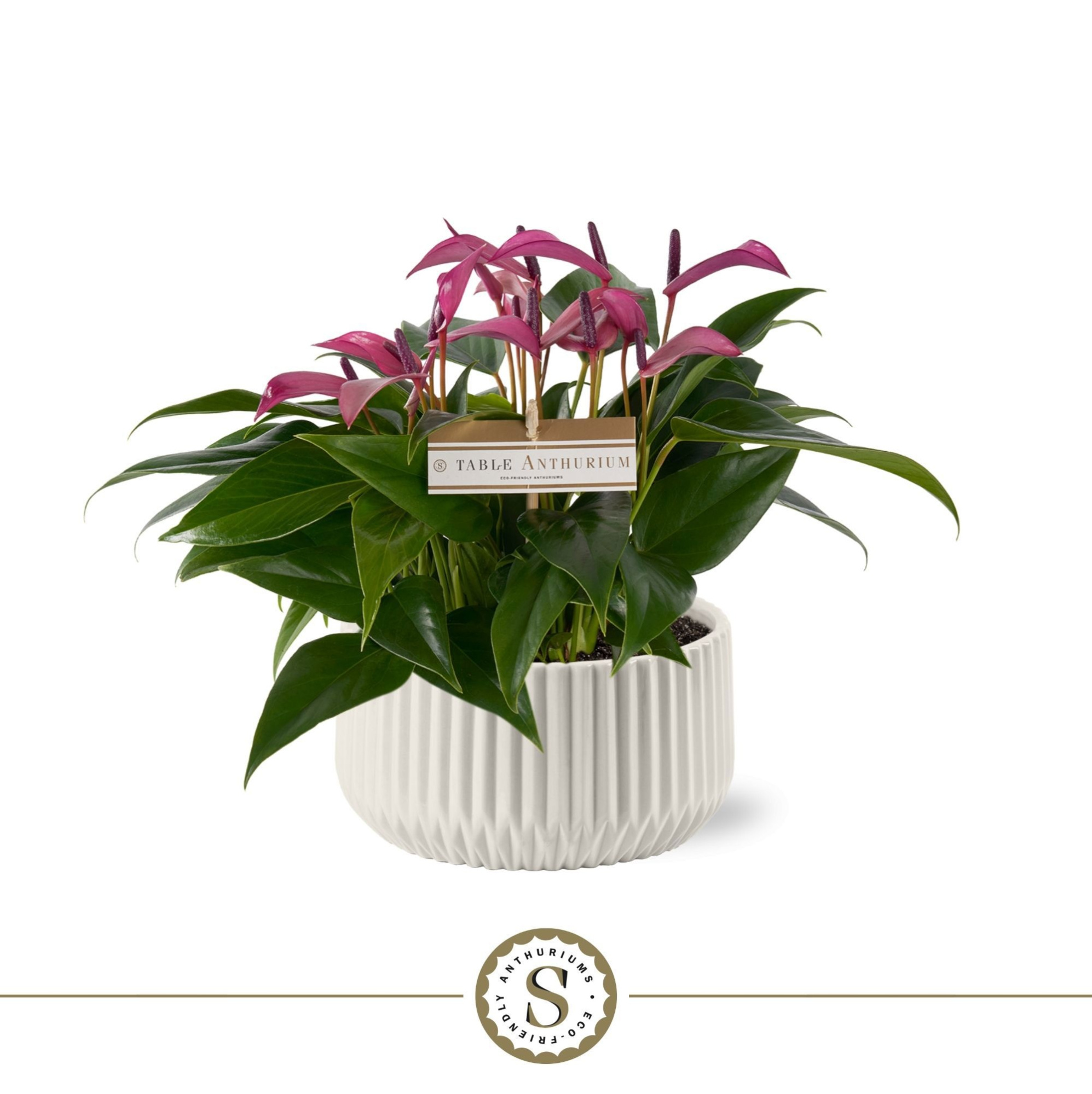 Table Zizou in Madeira Keramiek, D 17