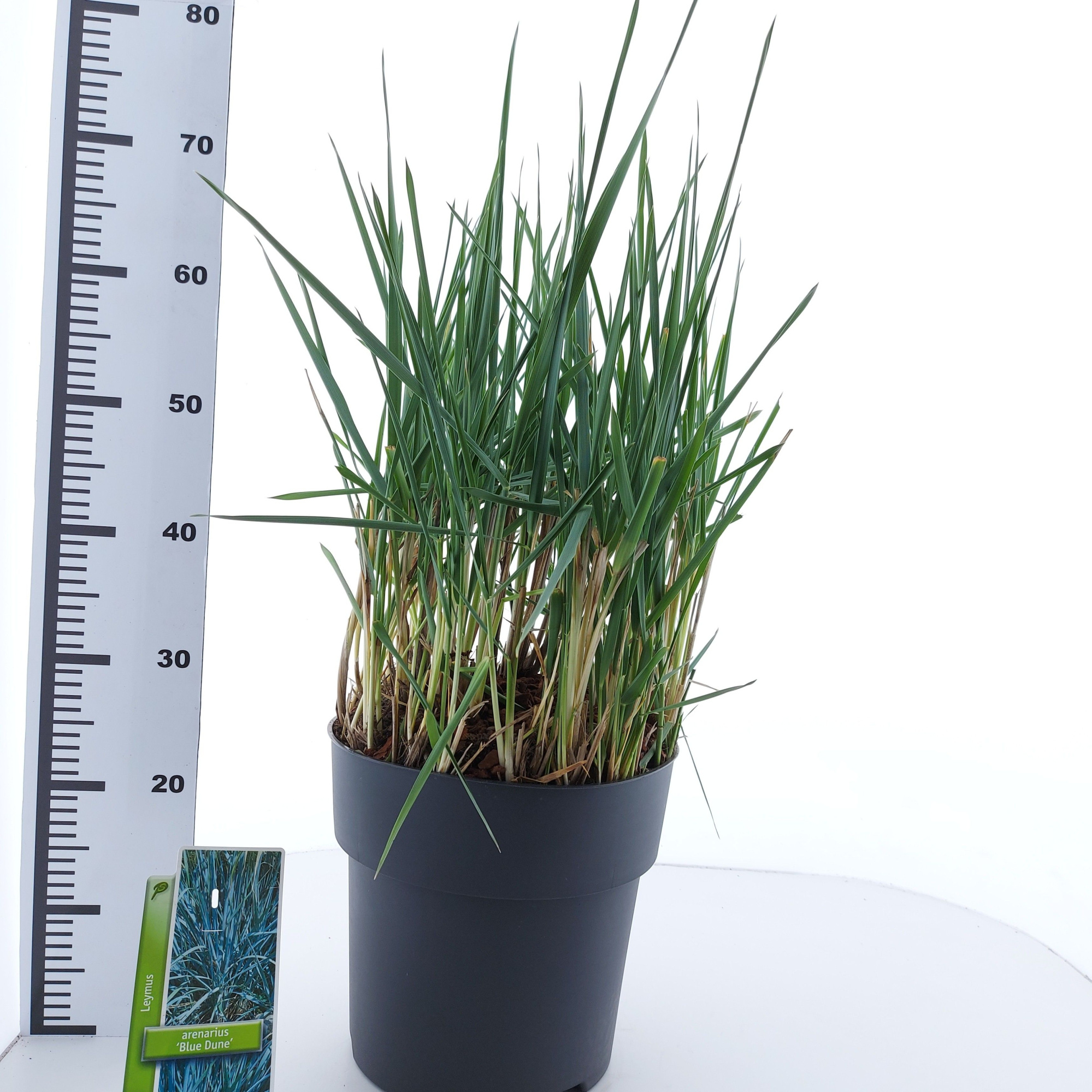 Leymus arenarius 'Blue Dune', D 29 cm