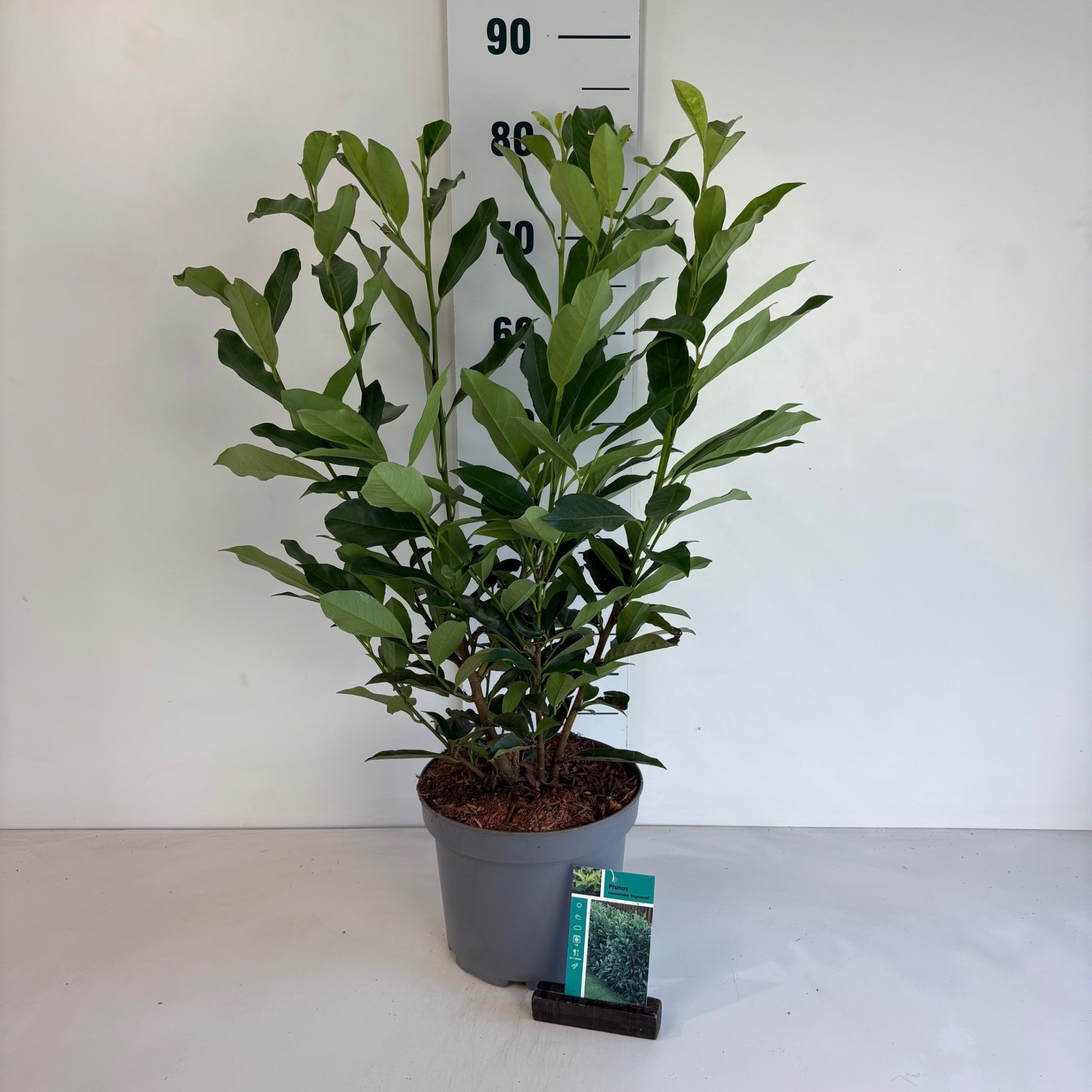 Prunus laurocerasus Reynvaanii, D 23 cm
