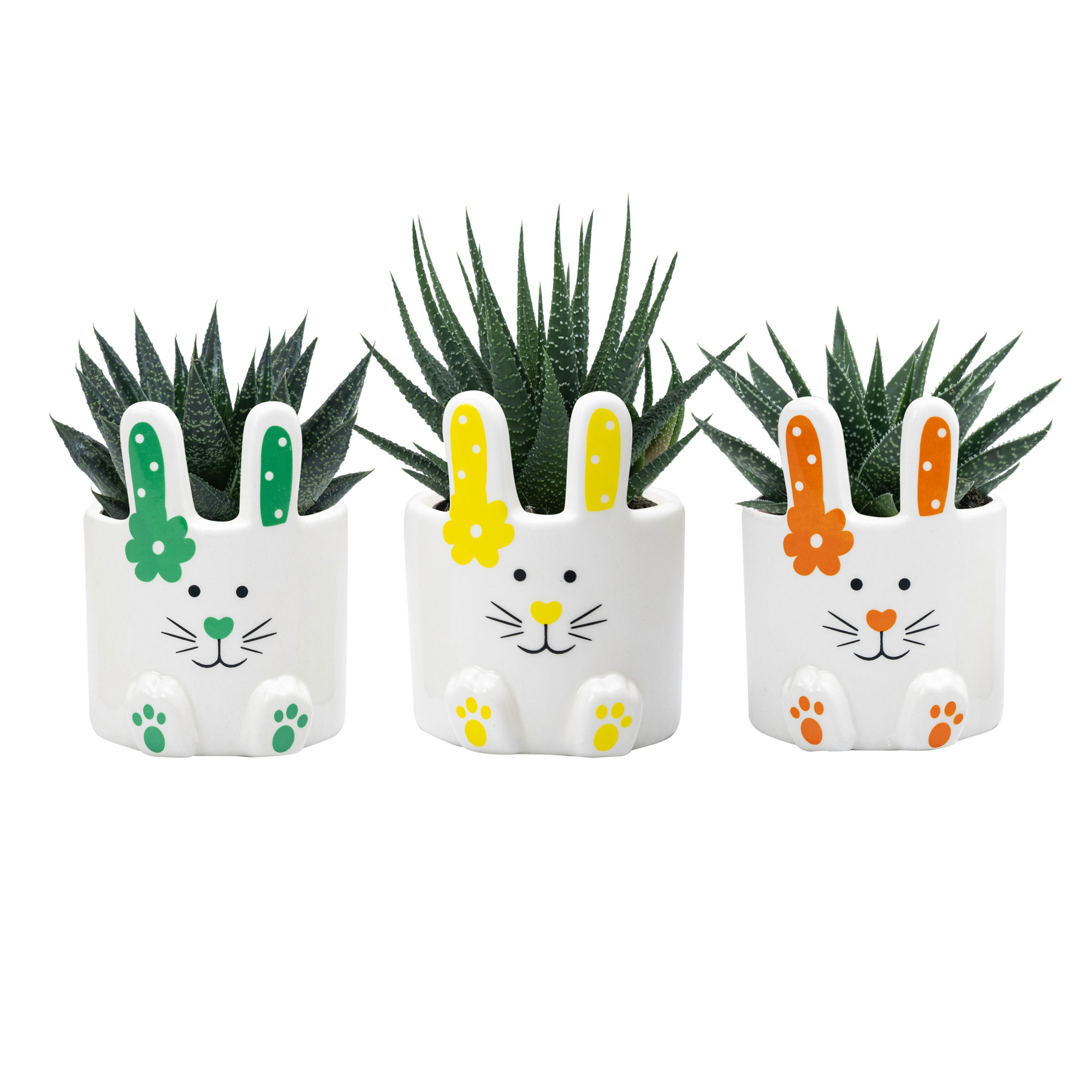 Happy Paws with Succulent mix, D 6