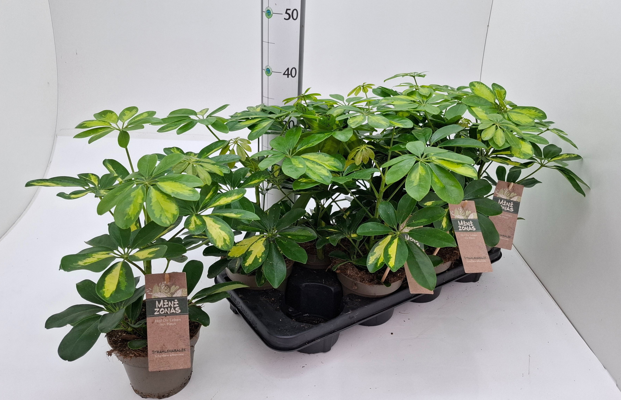 Schefflera, D 13