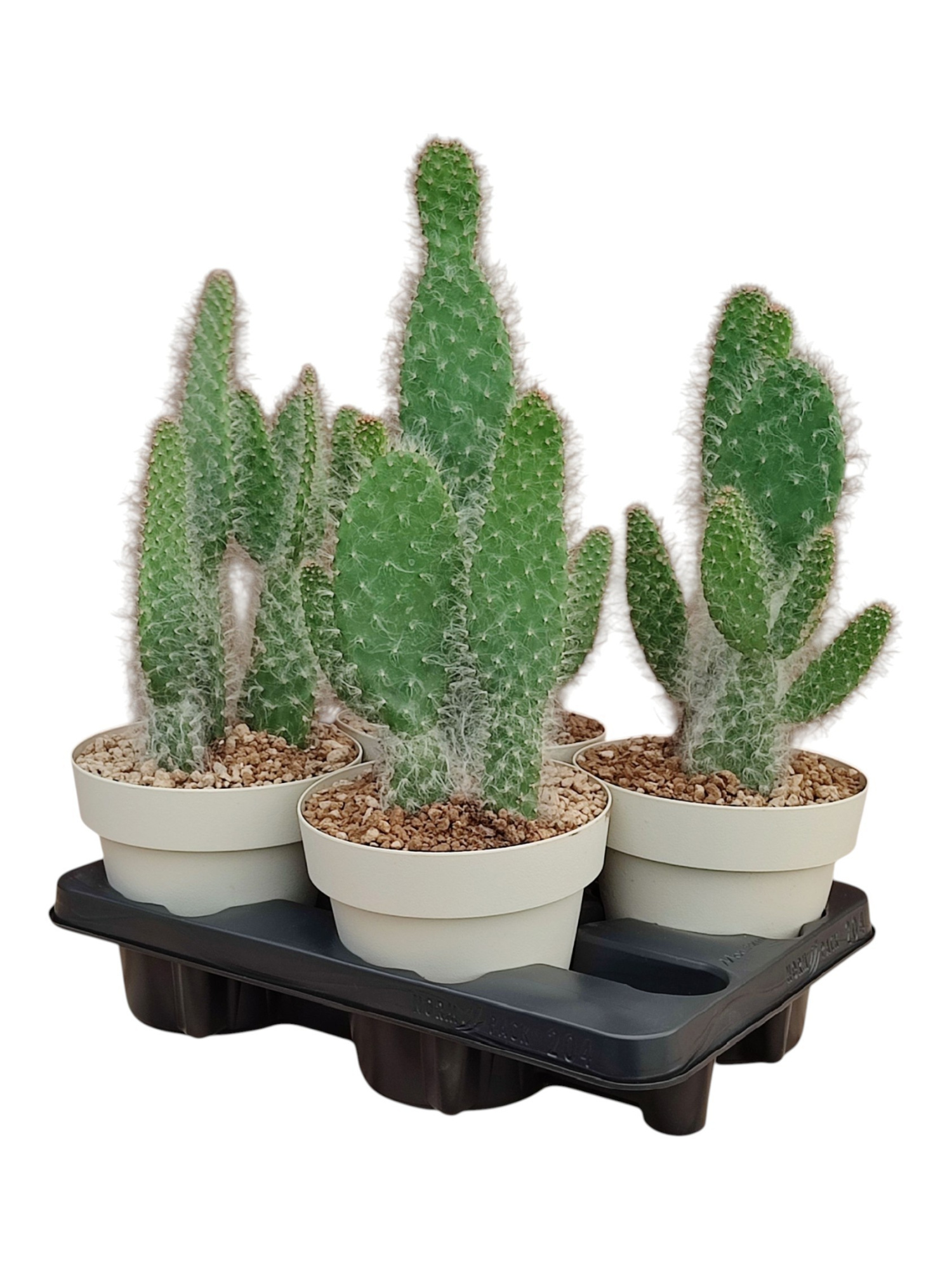 OPUNTIA ENGELMANNII CV. BOSKOWITZII - POT Ø 16 (CACTUS), D 16