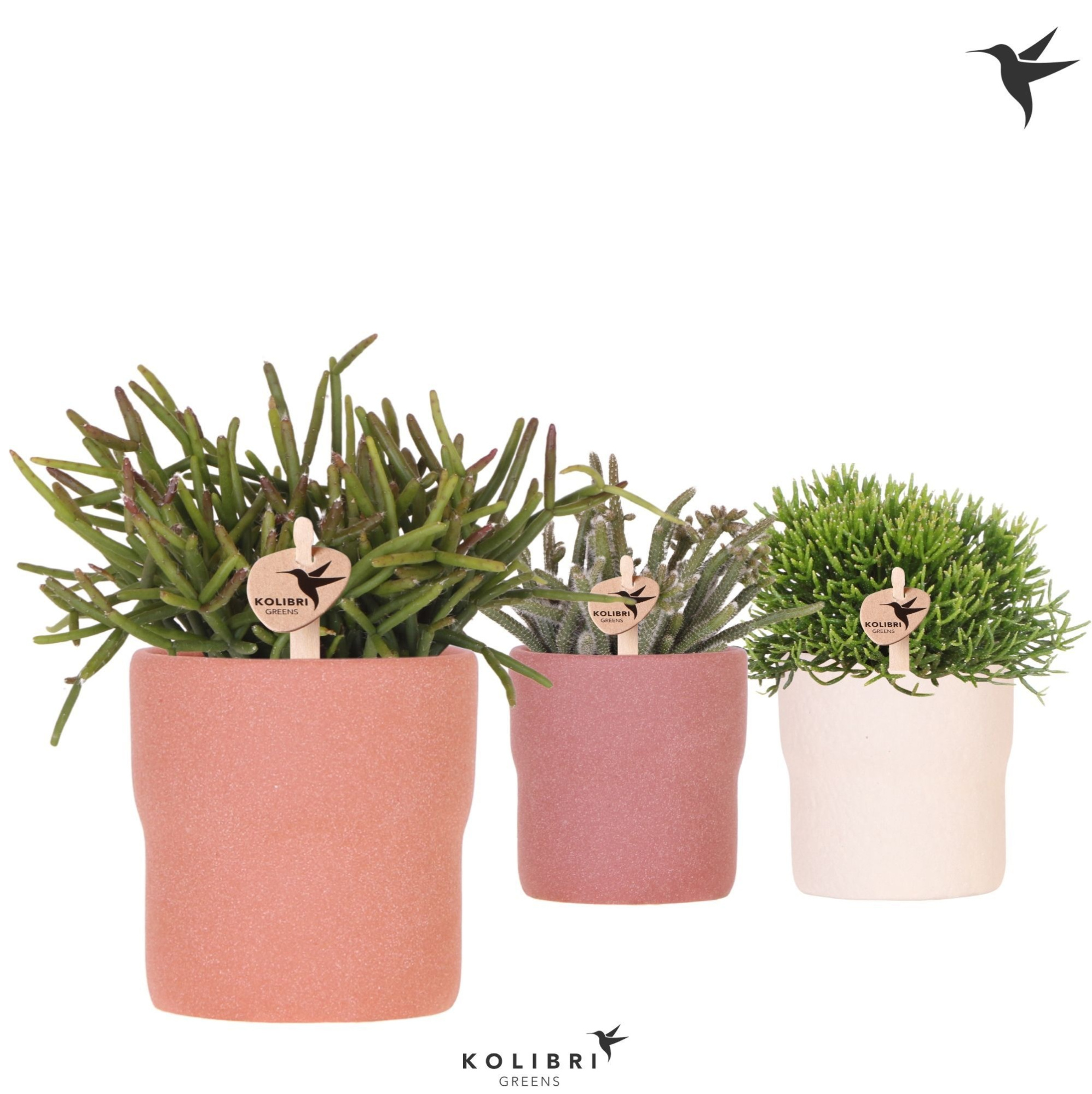 Kolibri Greens Rhipsalis mix in Rustic pot terracotta mix, D 9 cm