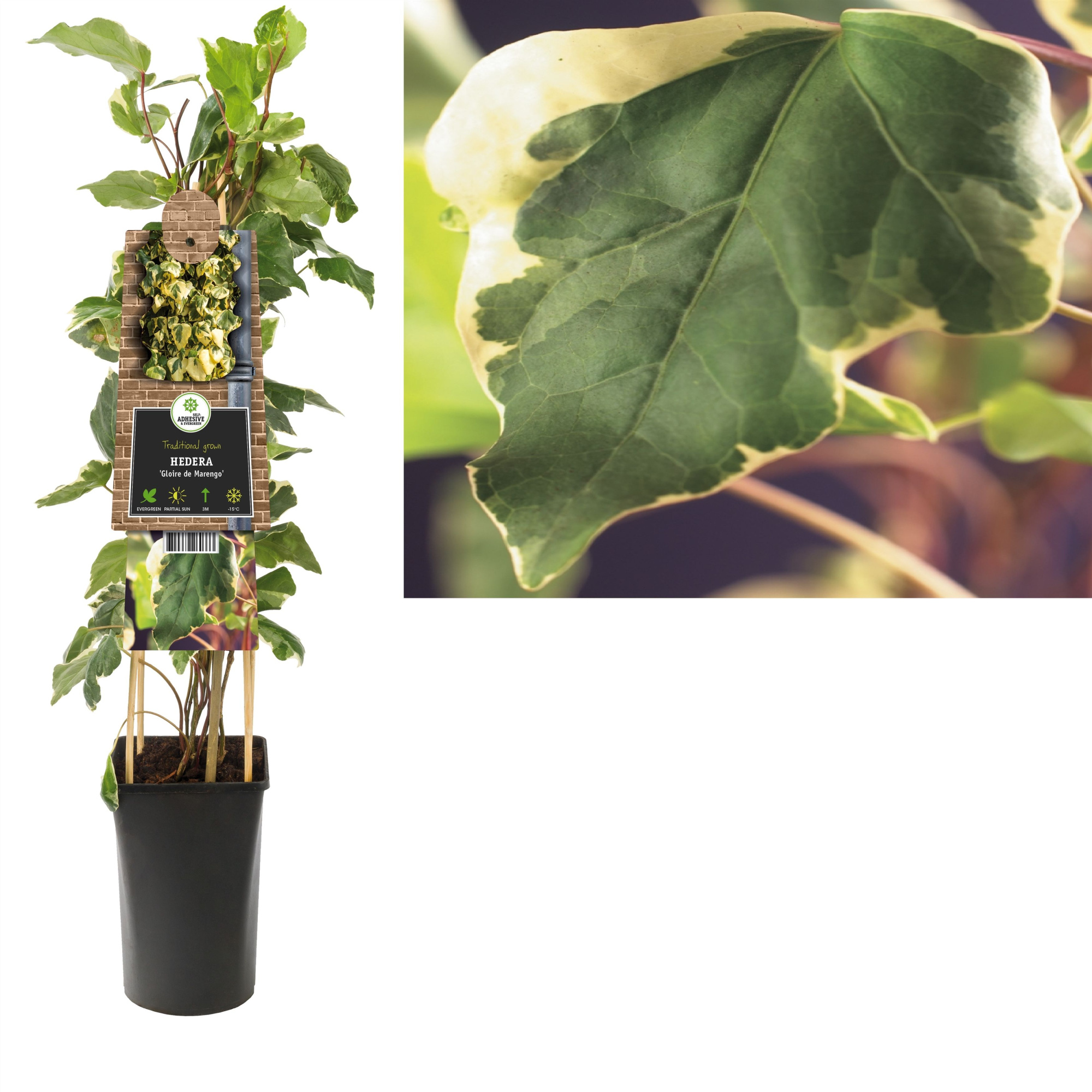 Hedera 'Gloire de Marengo' +3.0 label, D 17 cm
