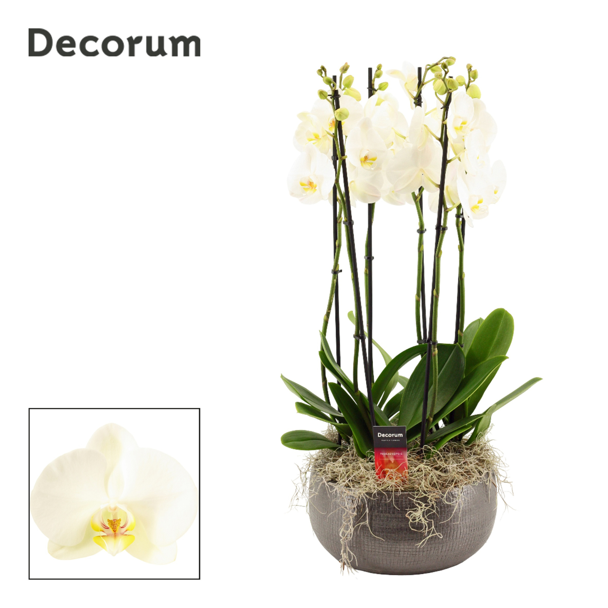 Nero 6 tak symphony white (Deco-collection), D 27