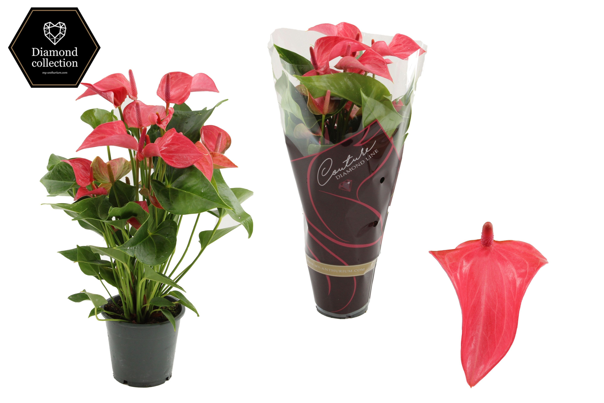 Anthurium 12 cm Romantico in Couture Diamond Line Purple sleeve, D 12 cm