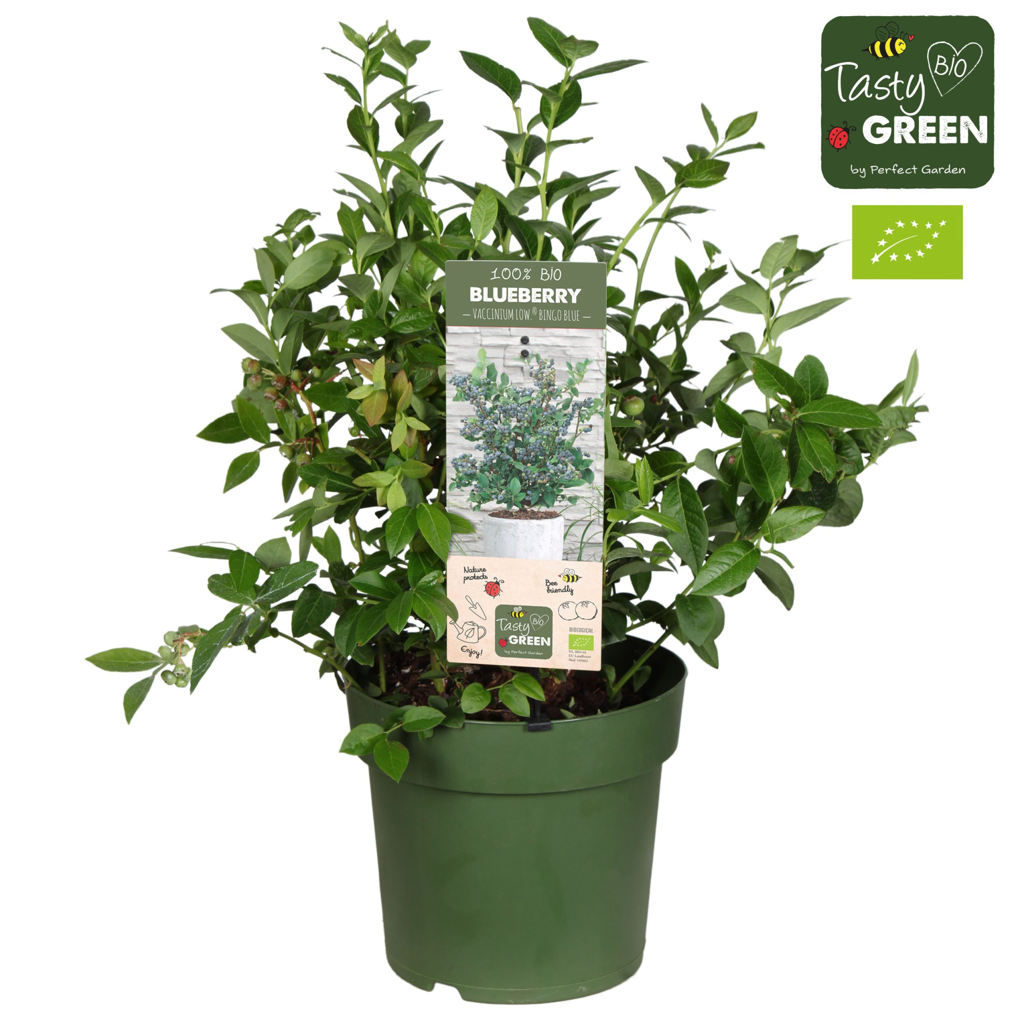 Vaccinium cor. 'Bingo Blue' Patio Bio P23, D 23