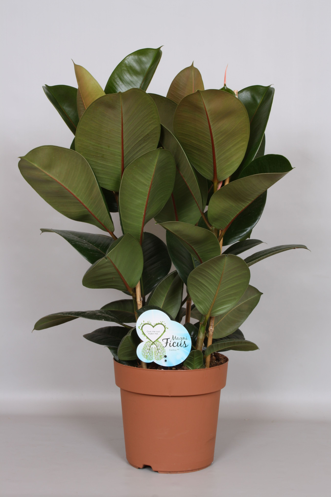 Ficus Robusta Toef - Green4life, D 24 cm