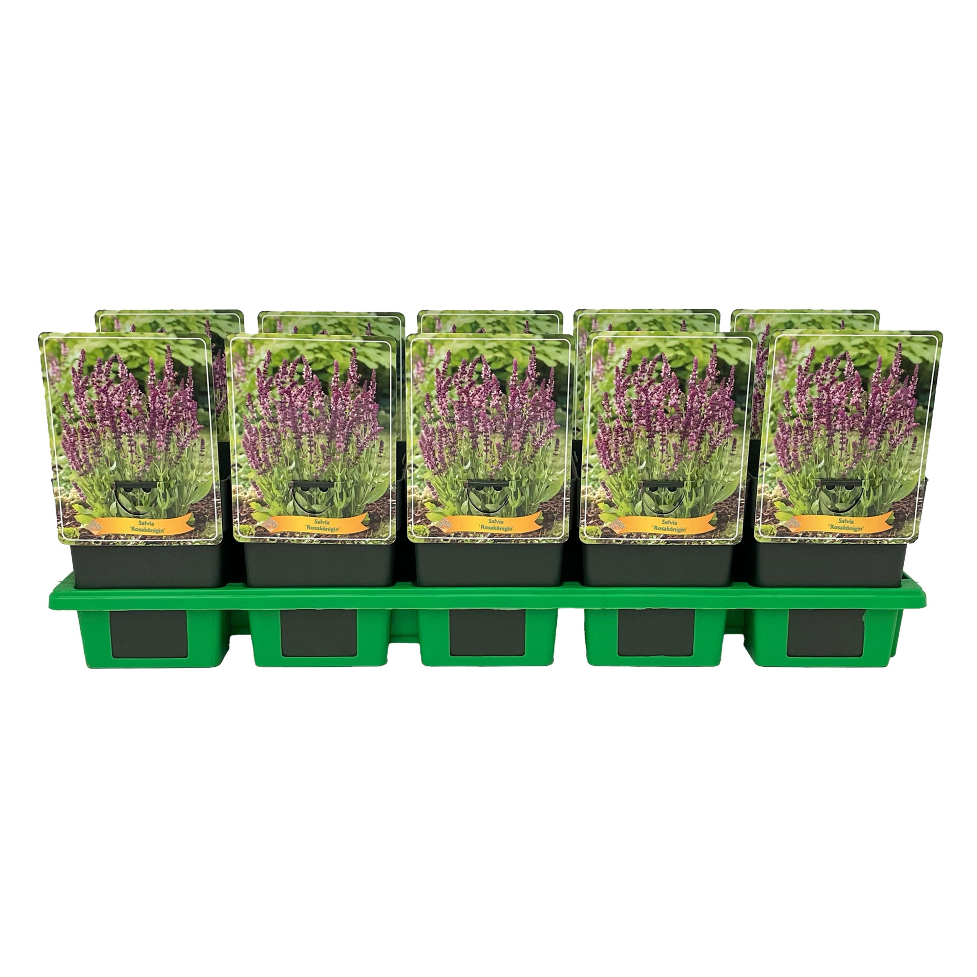 Salvia 'Rosakönigin' P11, D 11