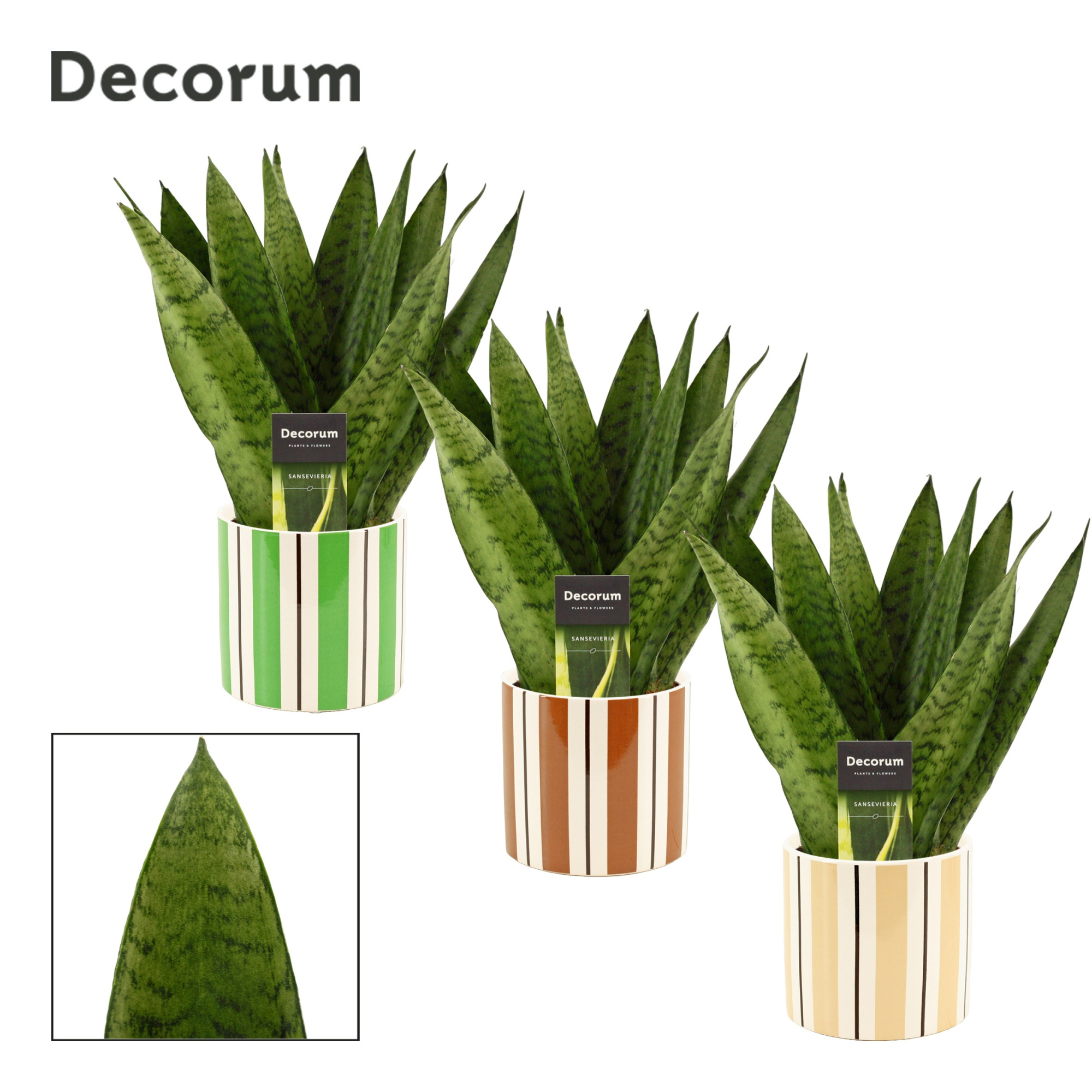Sansevieria Zeylanica Fan 12 cm in Beau (Natural bubble-collecti, D 12 cm