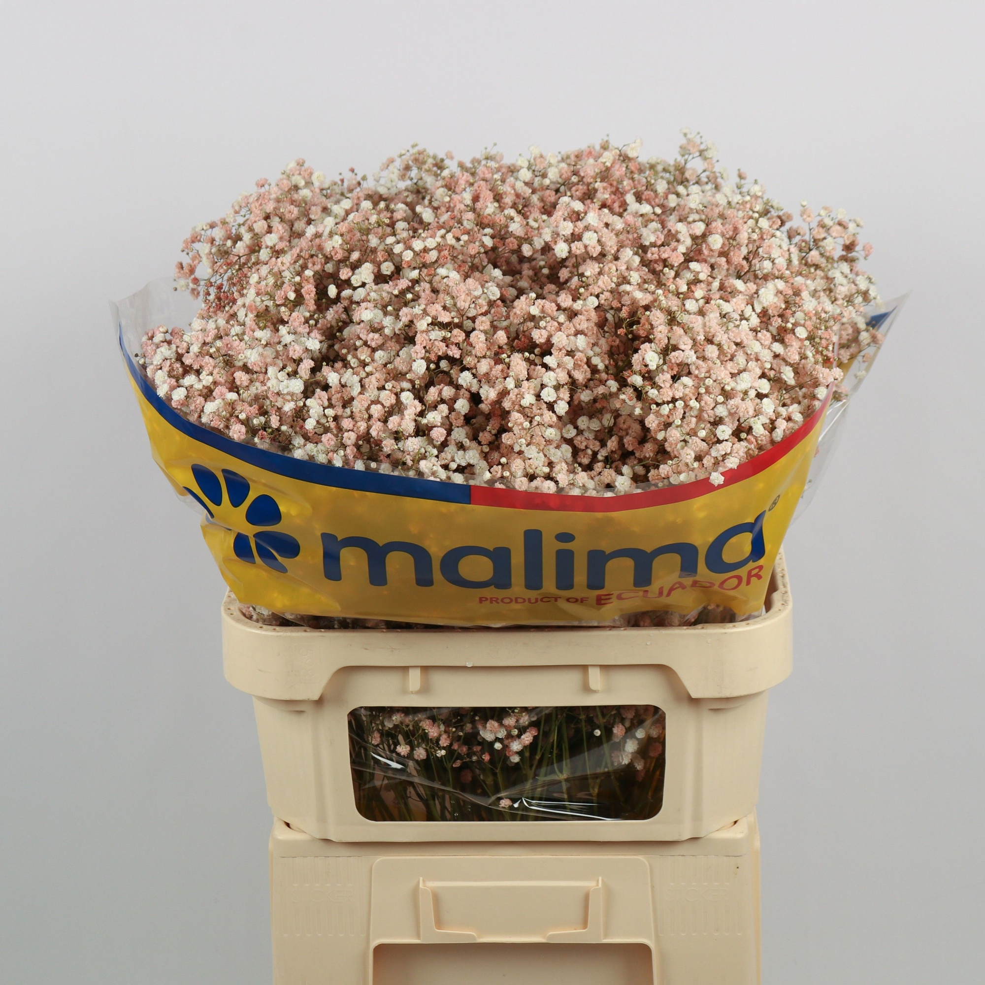 Гипсофила Овериг Крашеная (краш. ) 75, шт.