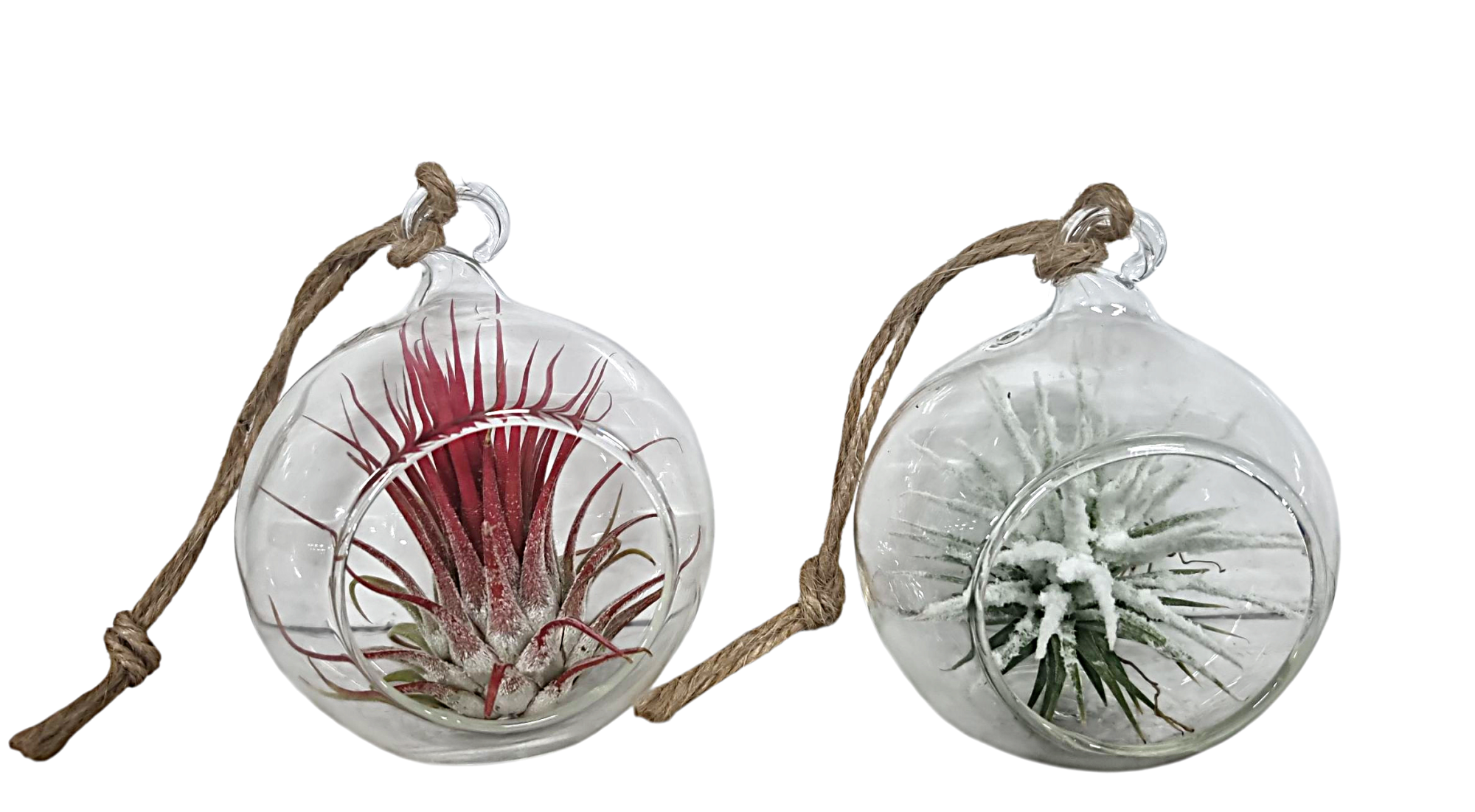 Tillandsia Hangbol mini red/white, D 6 cm