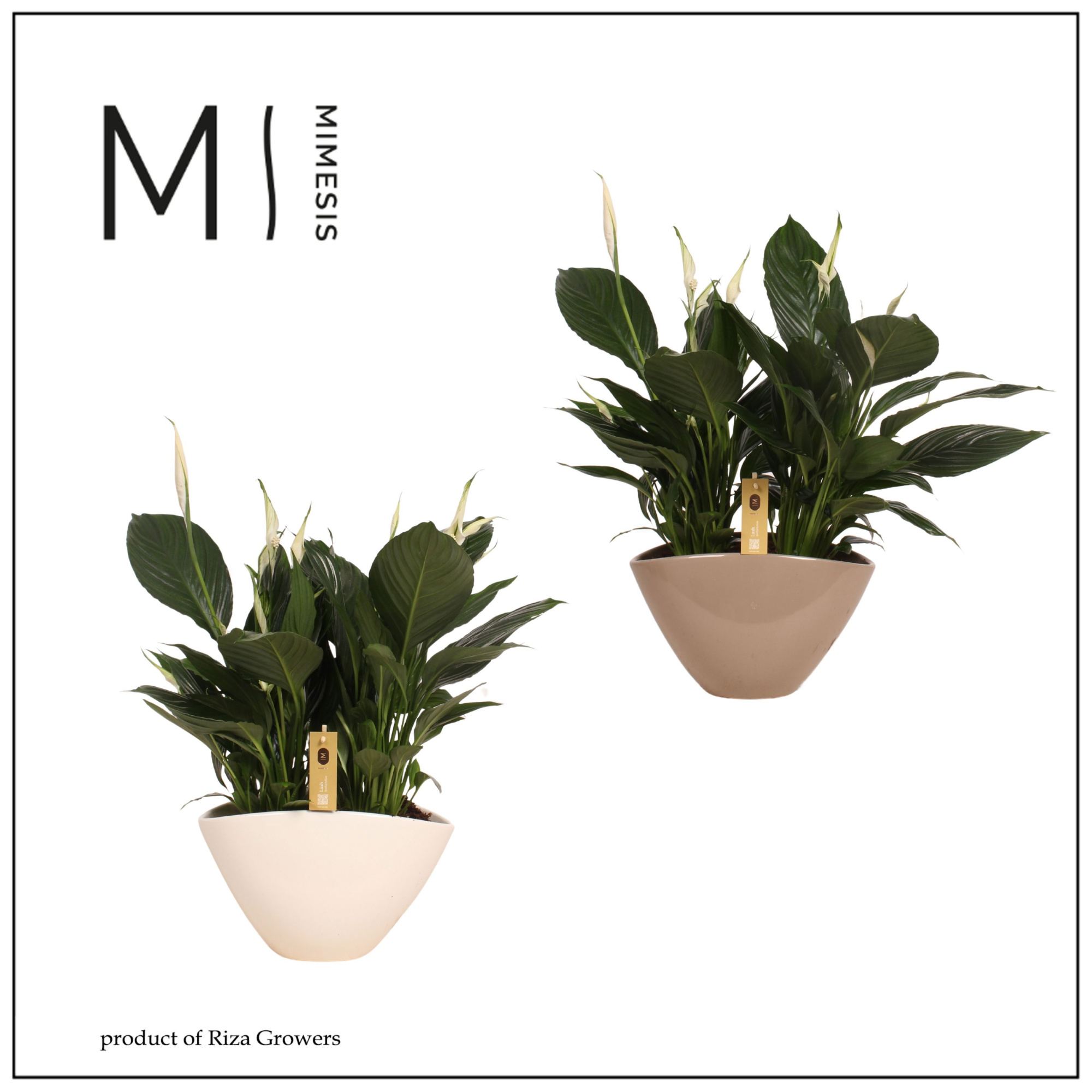 Spathiphyllum Pico Cupido - 13 cm in Eileen pot, D 21