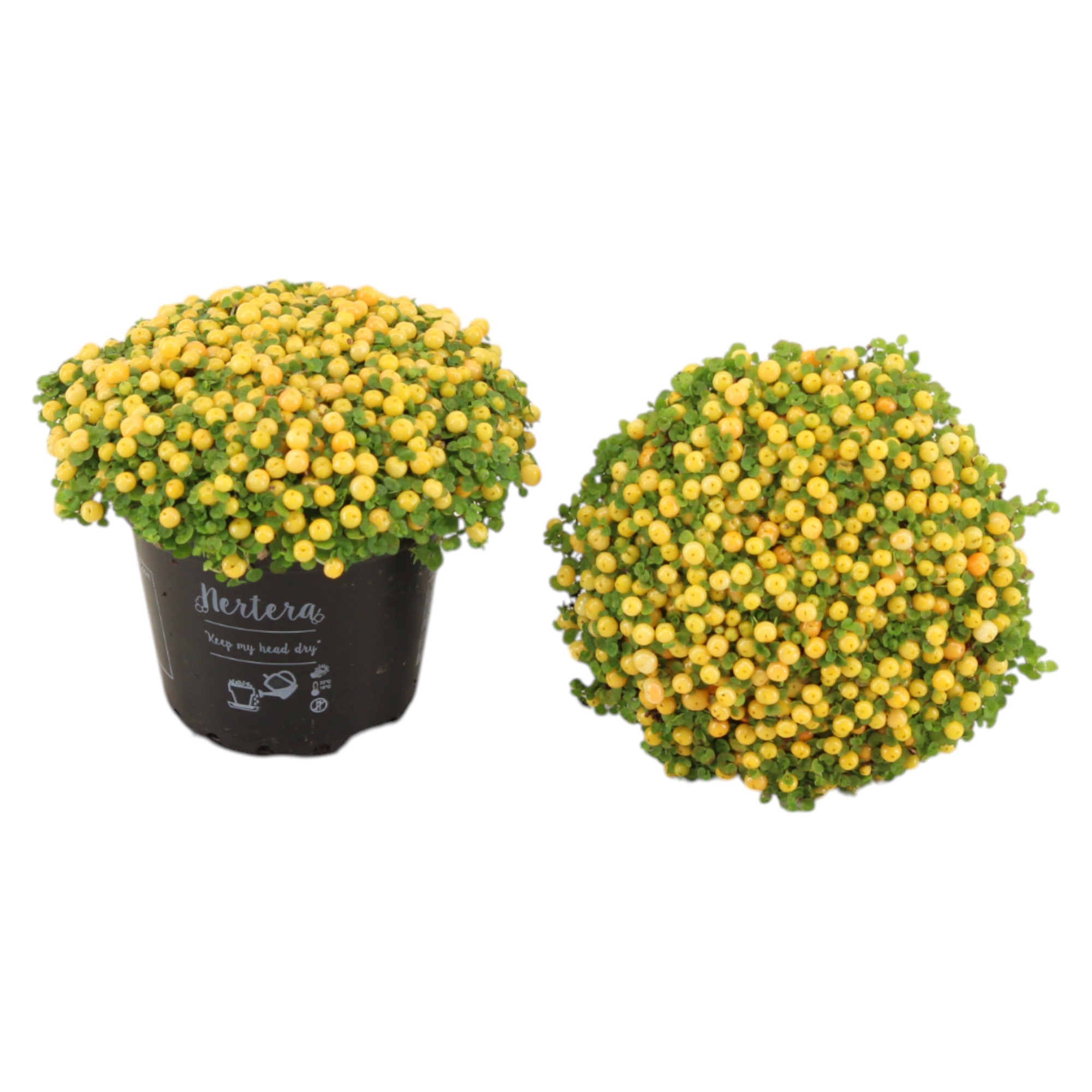 Nertera granadensis 'Suzanne' p8, D 8 cm