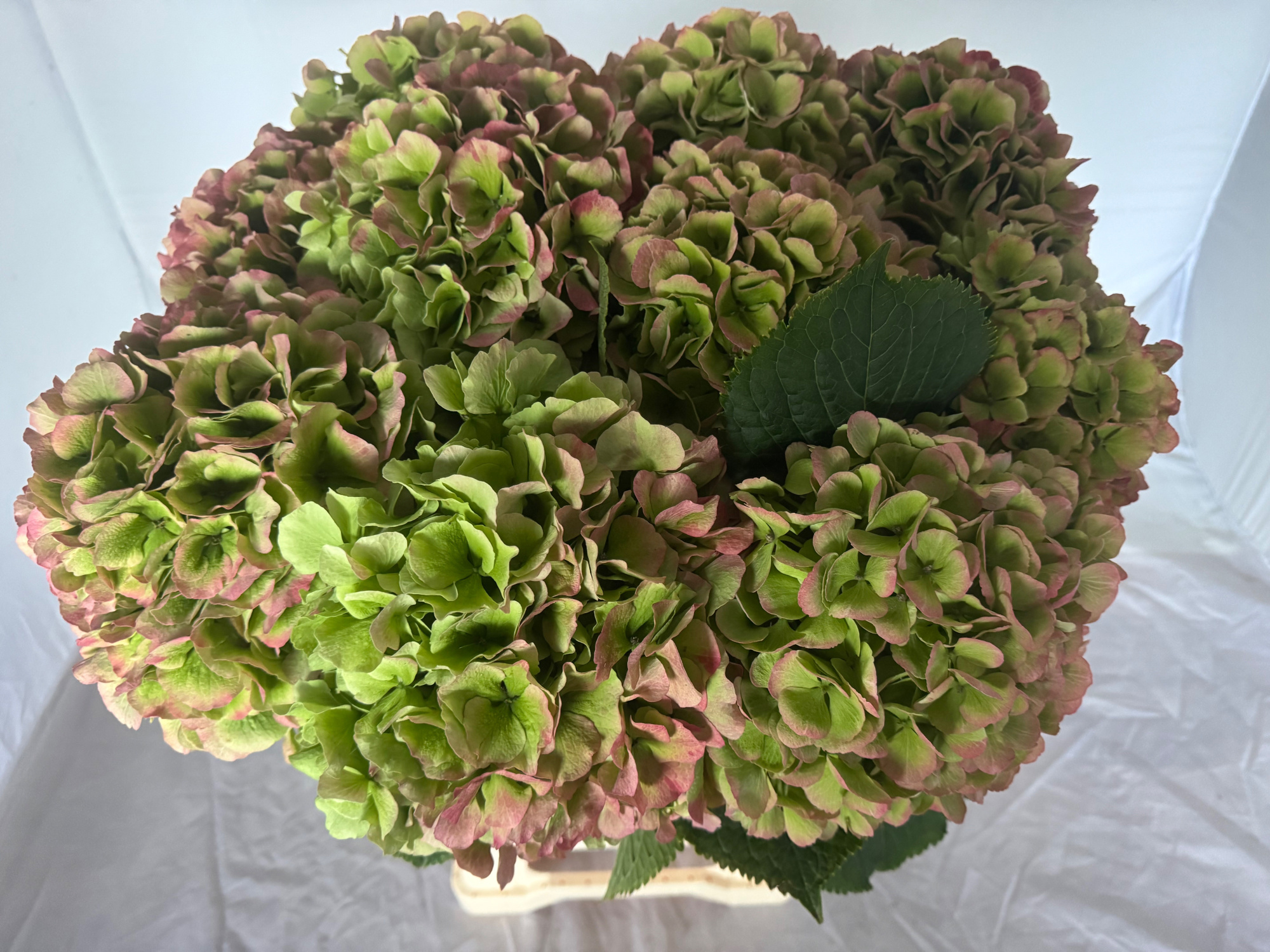 Гортензия Верена Классик 60, шт.