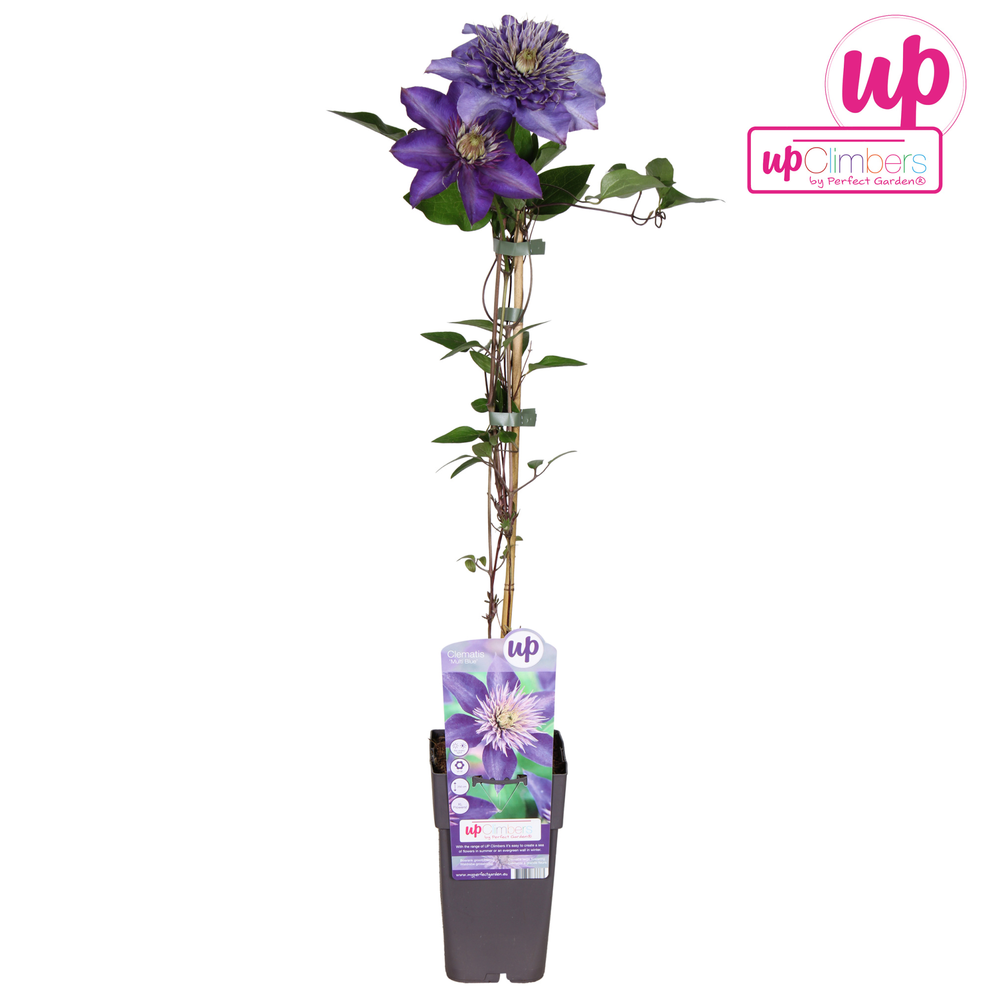 Clematis Multi Blue P15, D 15 cm