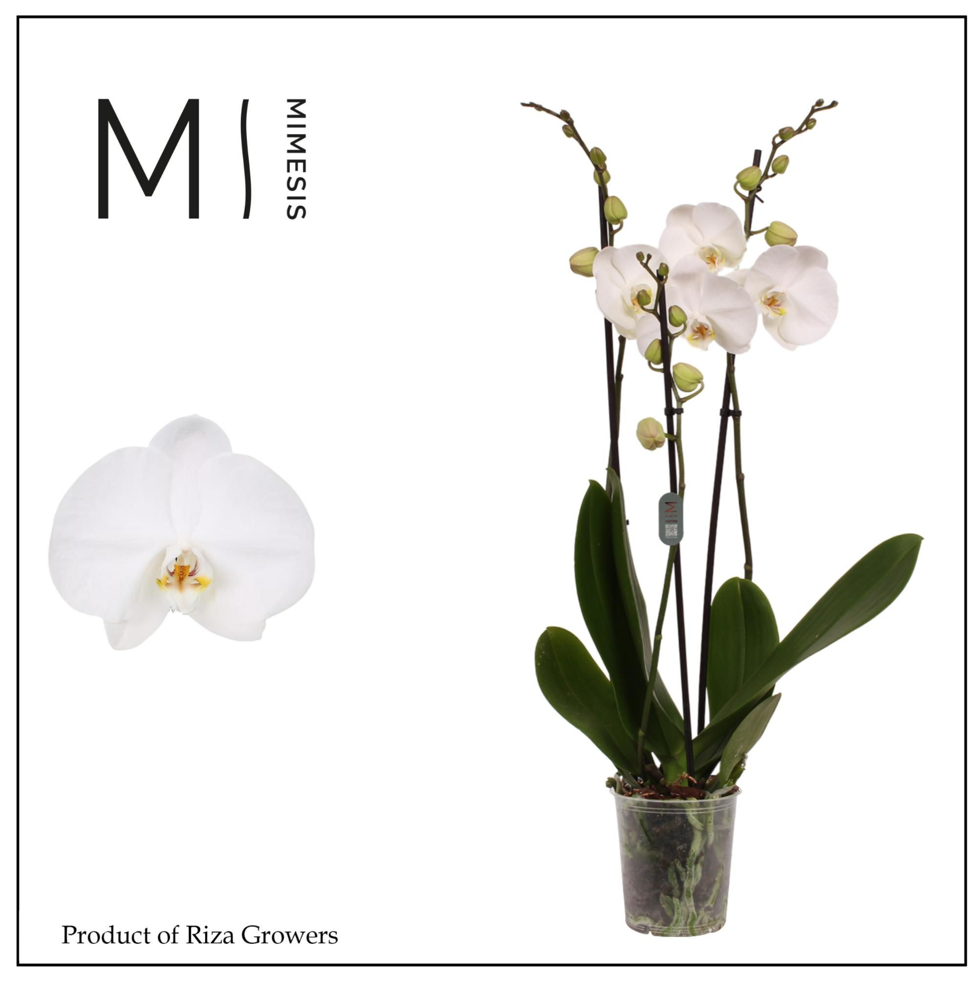 Mimesis Phal. Ural - 3 spike 12cm, D 12 cm