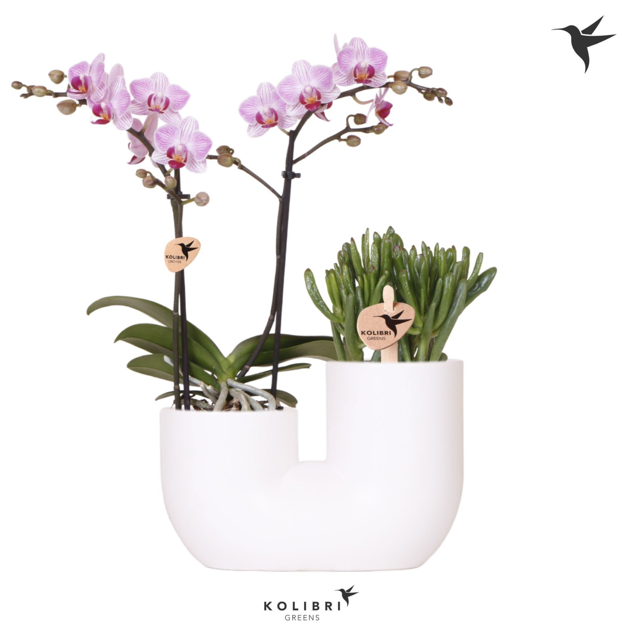Kolibri Orchids Phalaenopsis Pink 2 spike and Succulent in Tube white, D 18