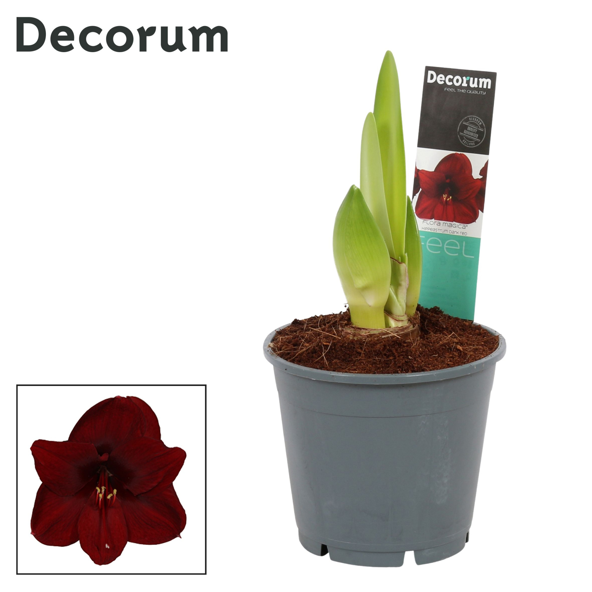 Amaryllis Dark Red 2 Knop (Decorum), D 14 cm