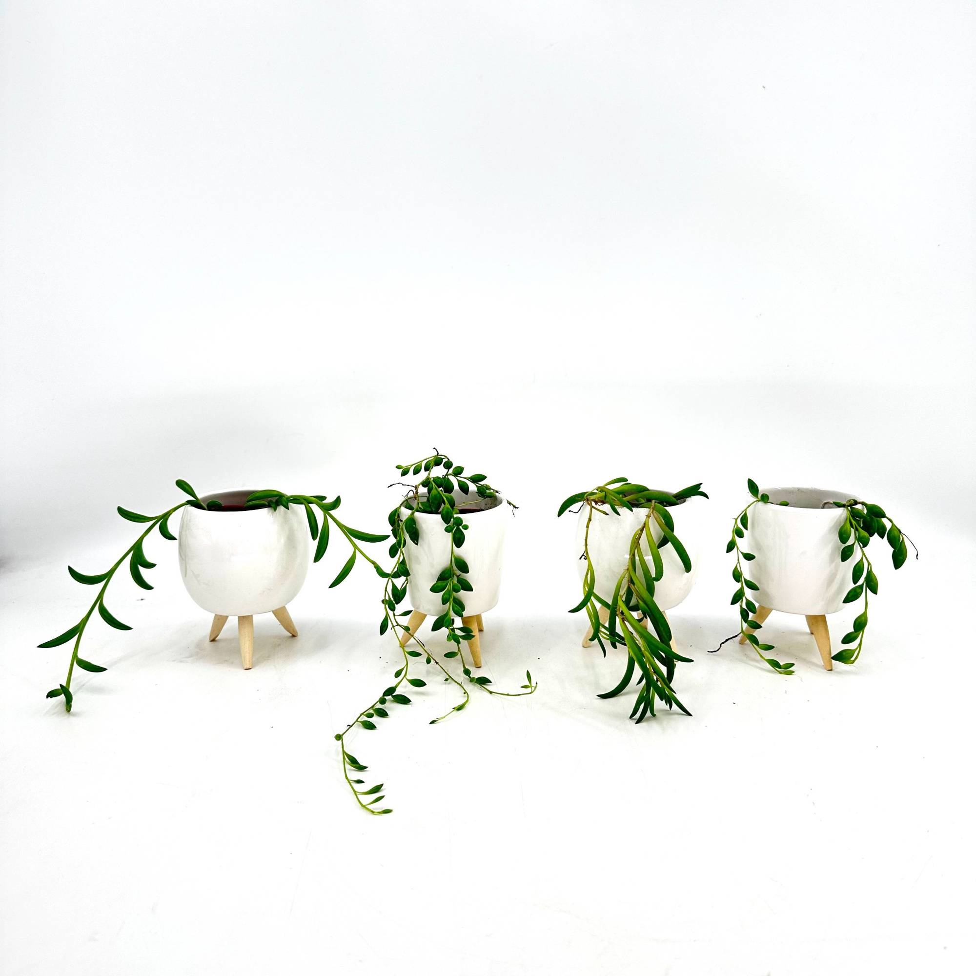 Mini Senecio Mix in Special pot (EH2227), D 6 cm