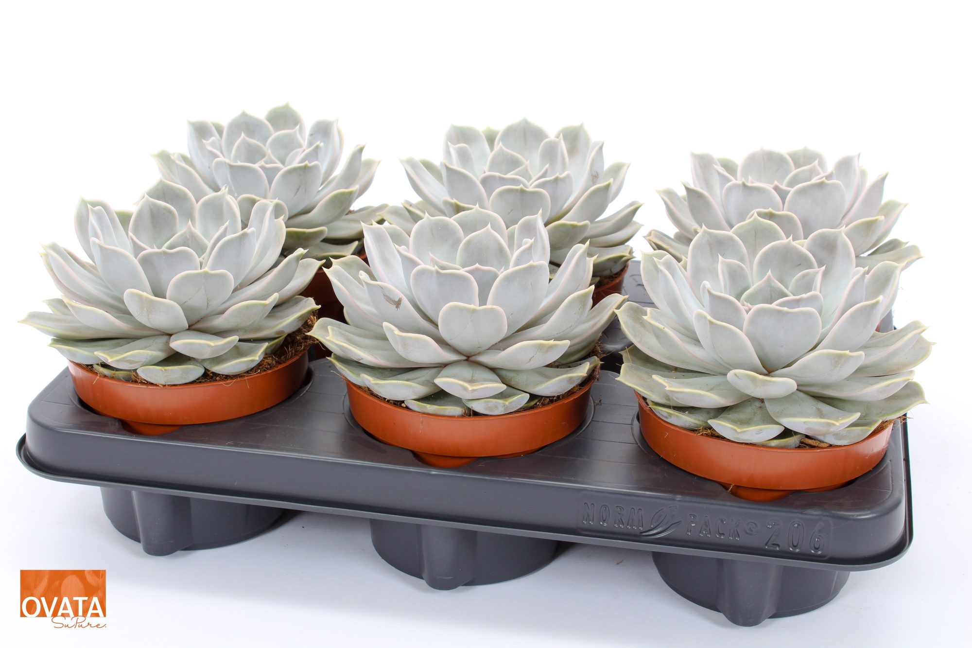Echeveria silver pearl 12 pearls, D 12 cm