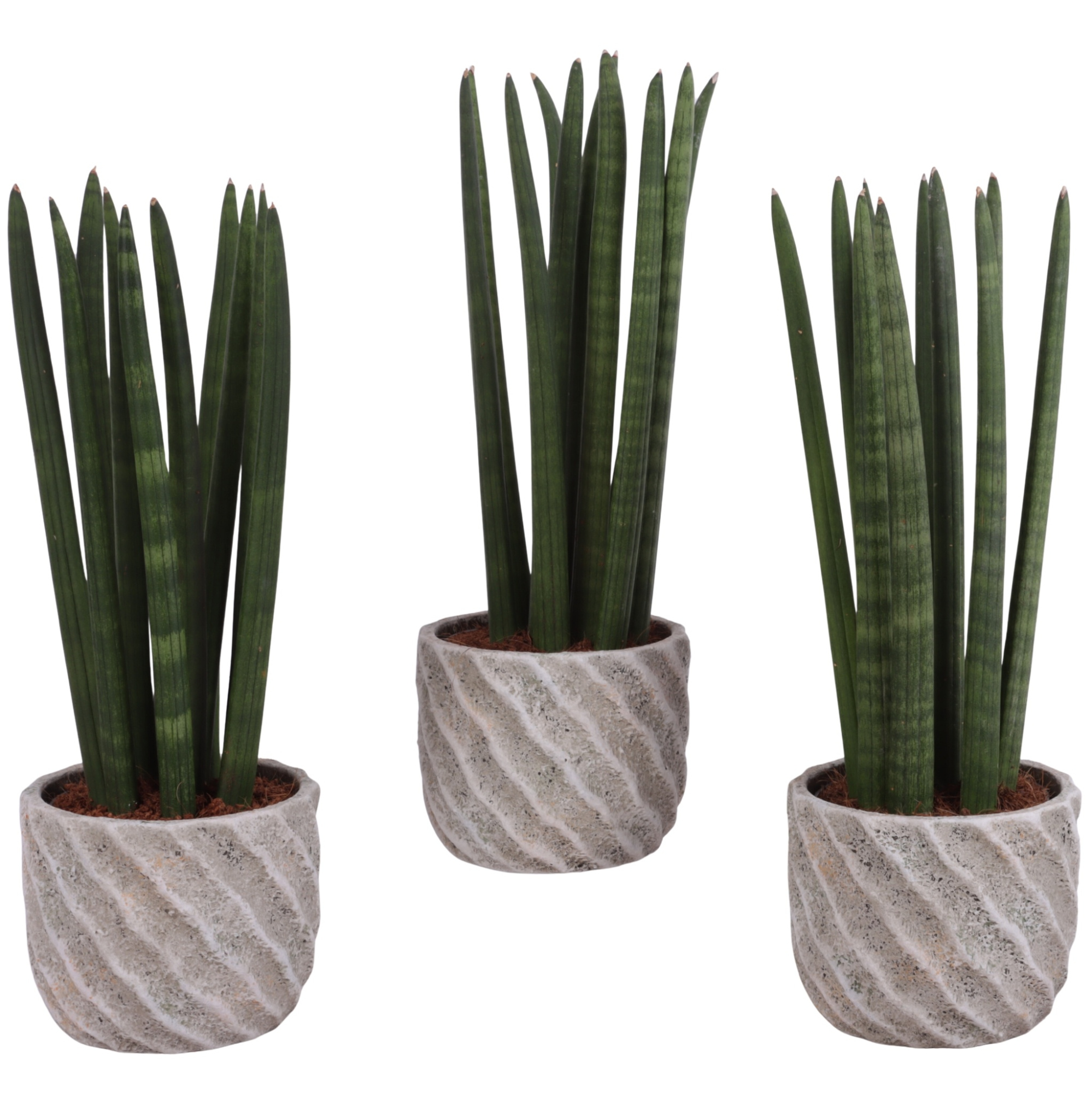 Sansevieria Cylindrica Straight 10 Leaf in Ø15cm Ceramic NT668, D 15 cm