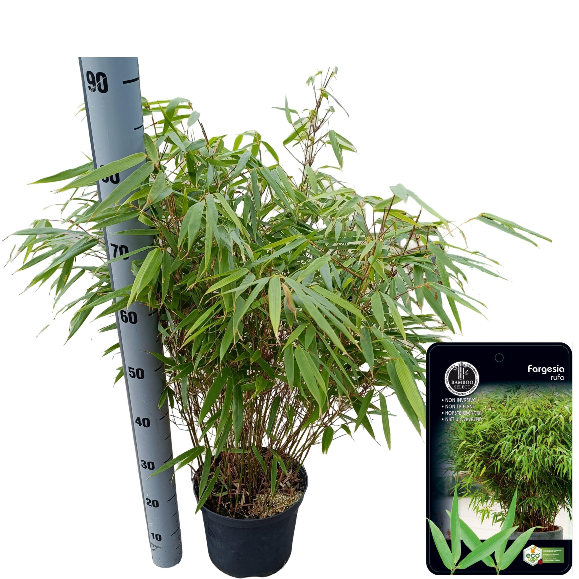 Fargesia 'Rufa', D 23