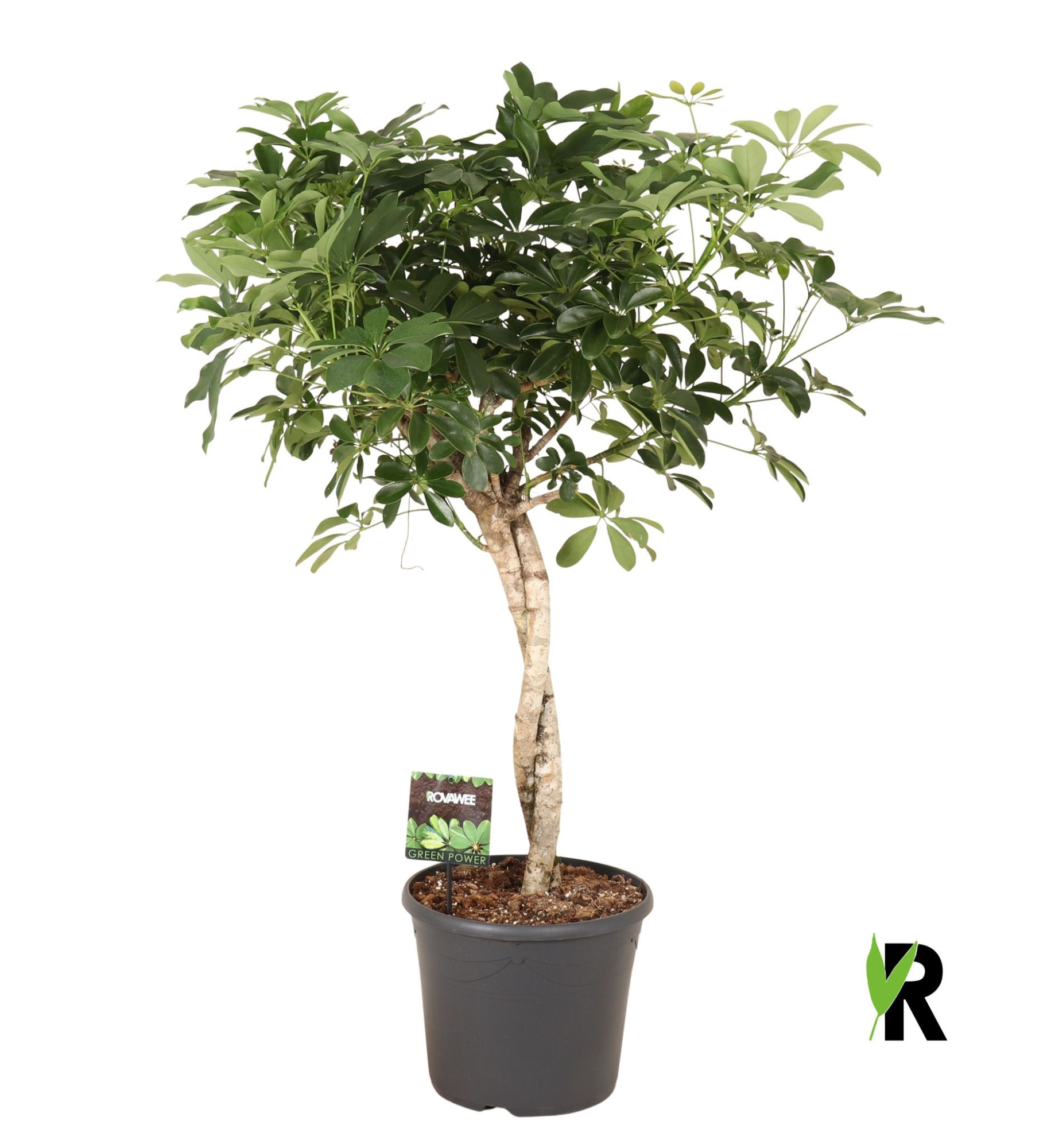 Schefflera arb. Compacta twister, D 35 cm
