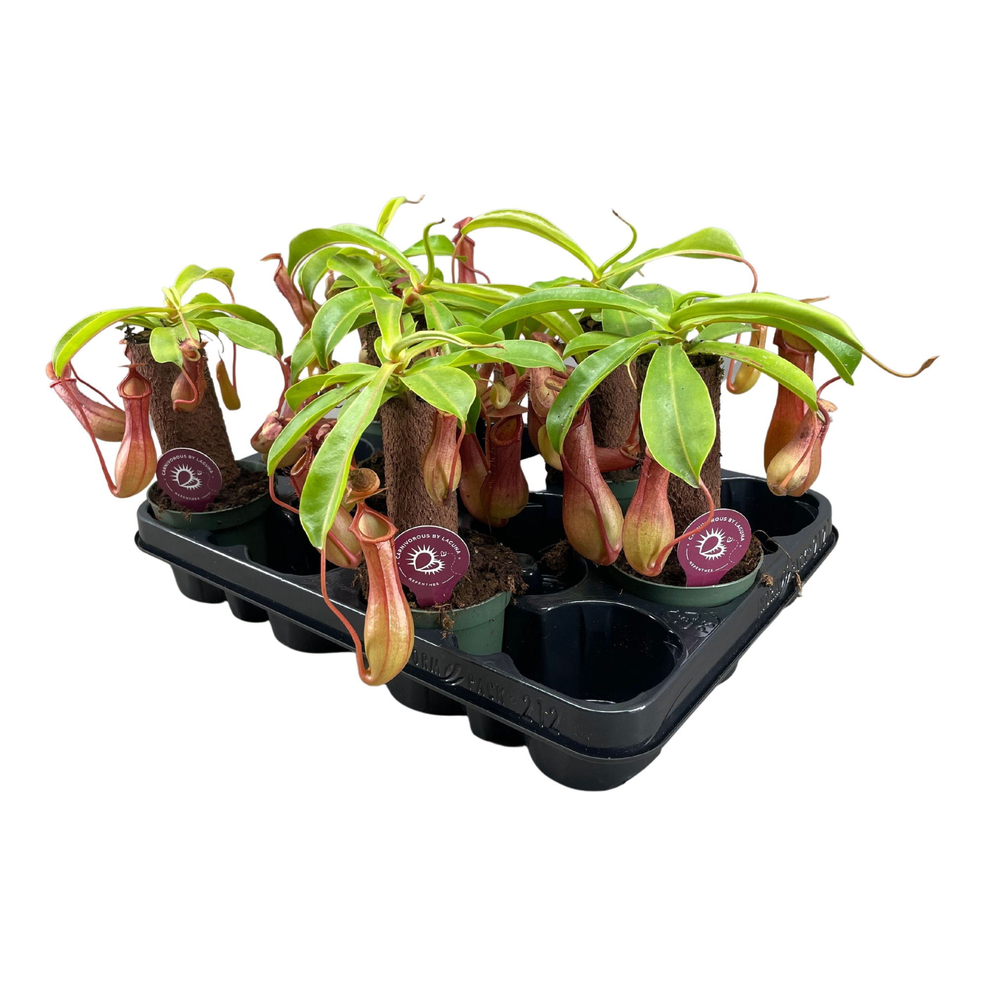 Nepenthes op stam 8,5 cm, D 8,5 cm