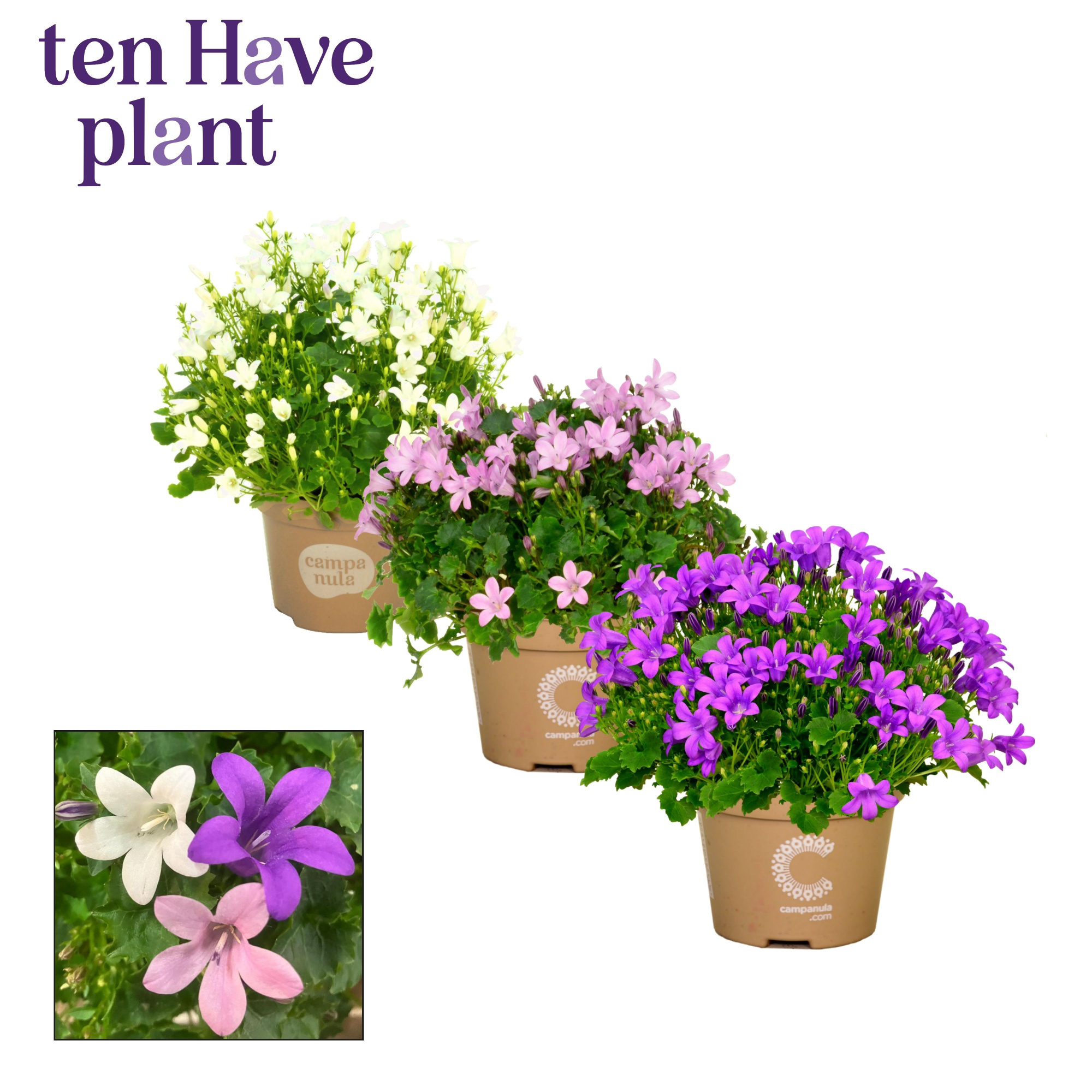 Campanula Porto mix 3, D 11