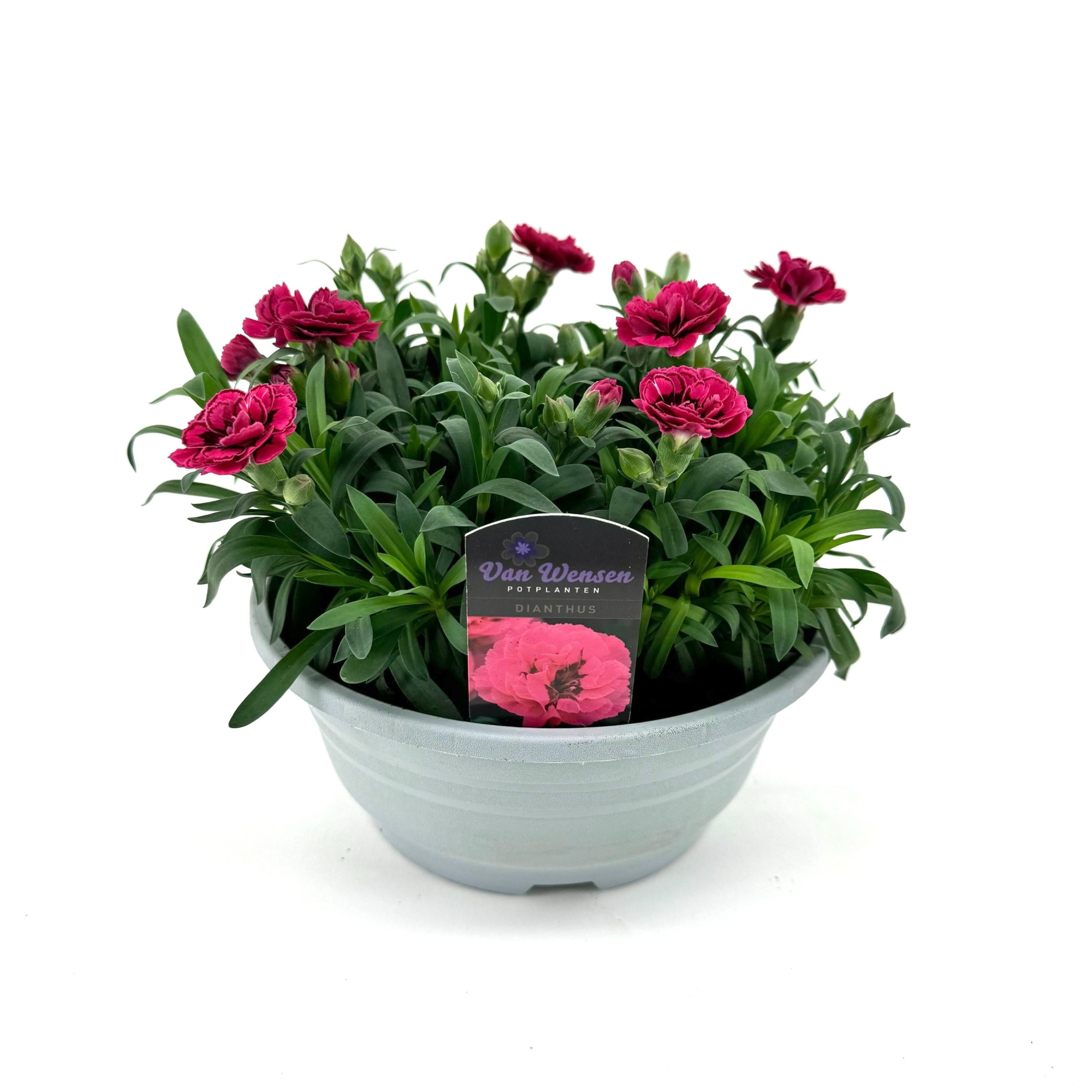 Dianthus 'Oscar' Purple Wings, D 21